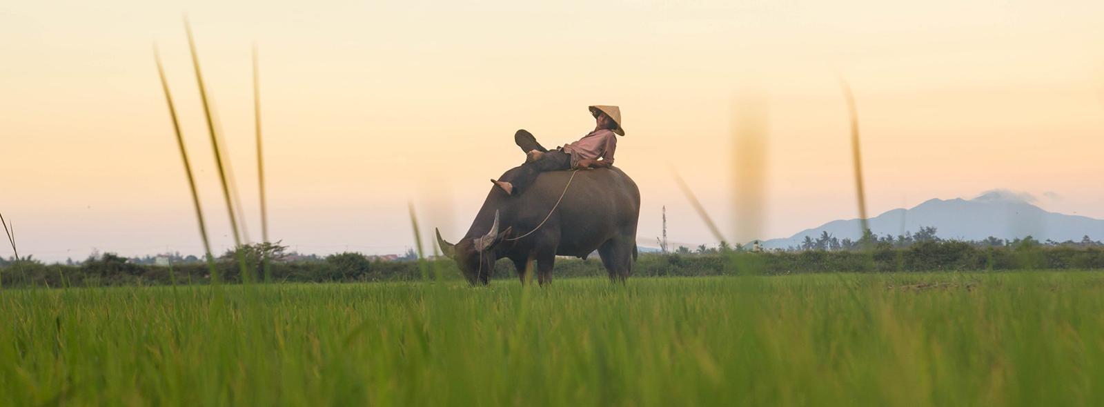 man die ligt op waterbuffel in rijstveld vietnam