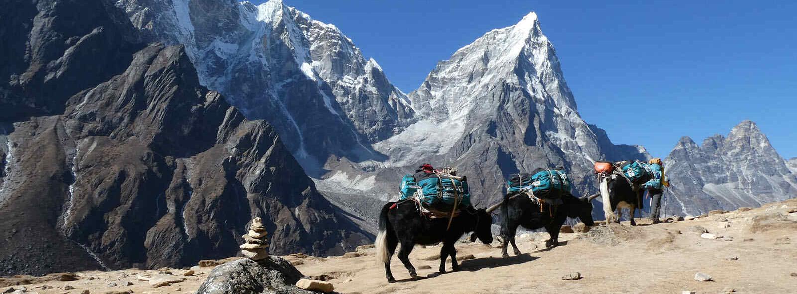 yaks beladen met goederen die de Himalaya omhoog lopen