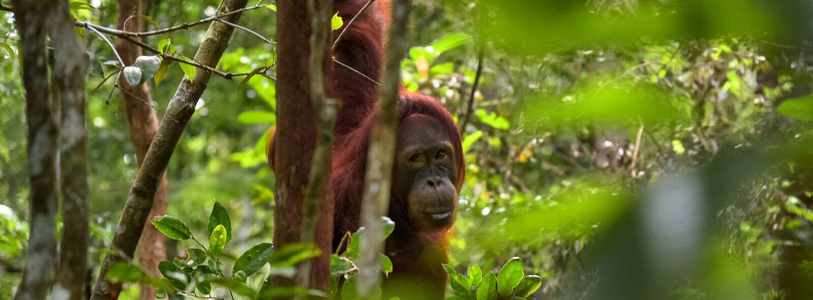 orang utan verstopt tussen het groen borneo