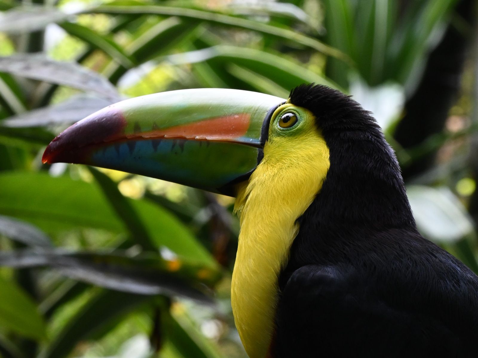 Foto medewerker Wieke, Costa Rica - La Paz Watervallen, Toekan