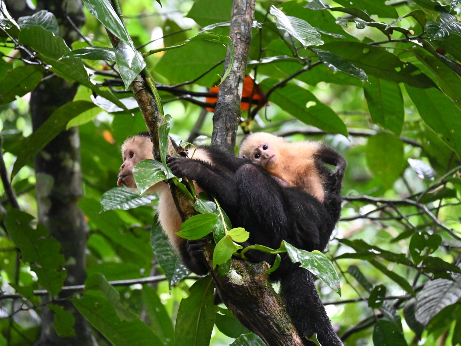 Foto medewerker wieke, Costa Rica, Tortuguero White Faced, Monkey