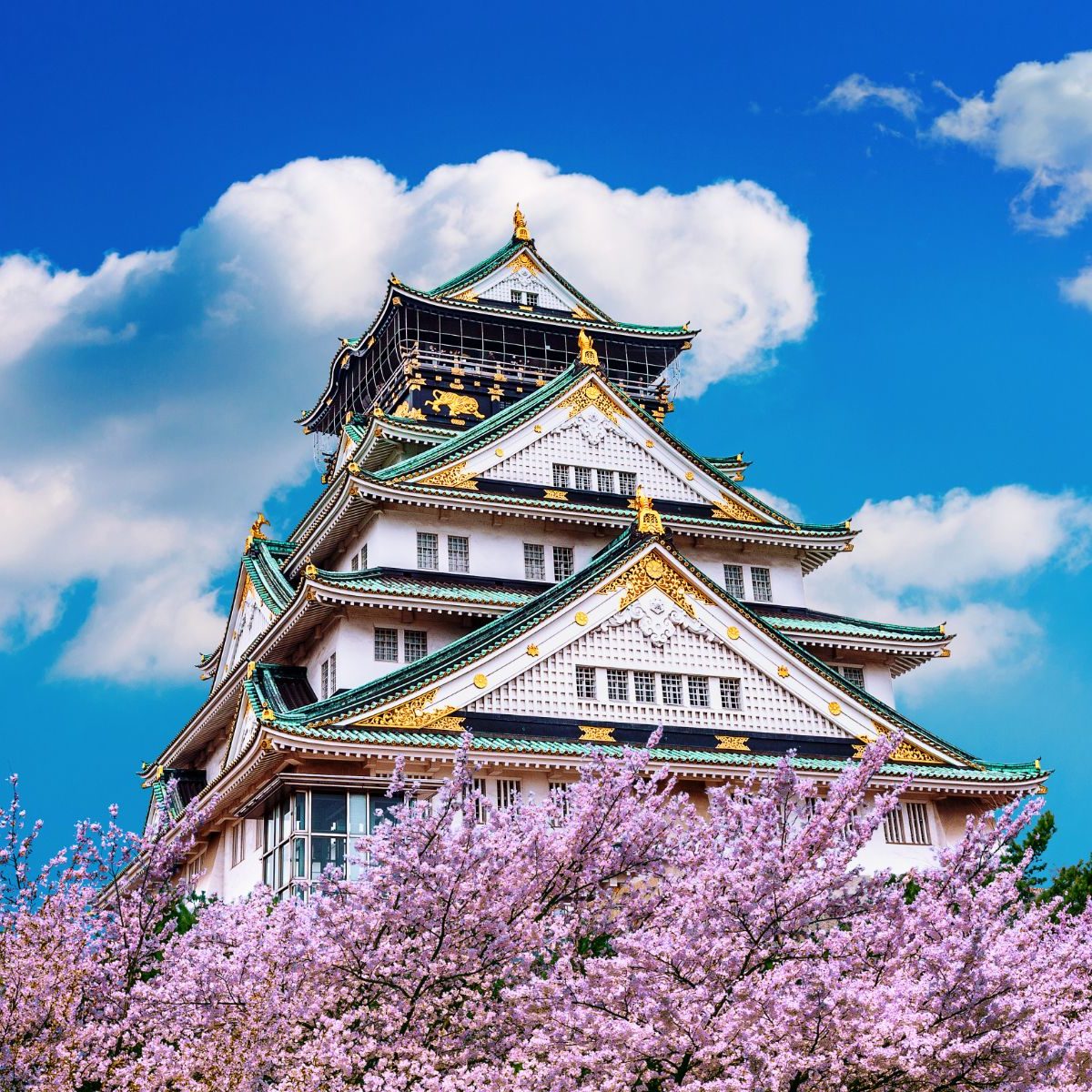 Rondreis Japan, Osaka - Temple and cherryblossom