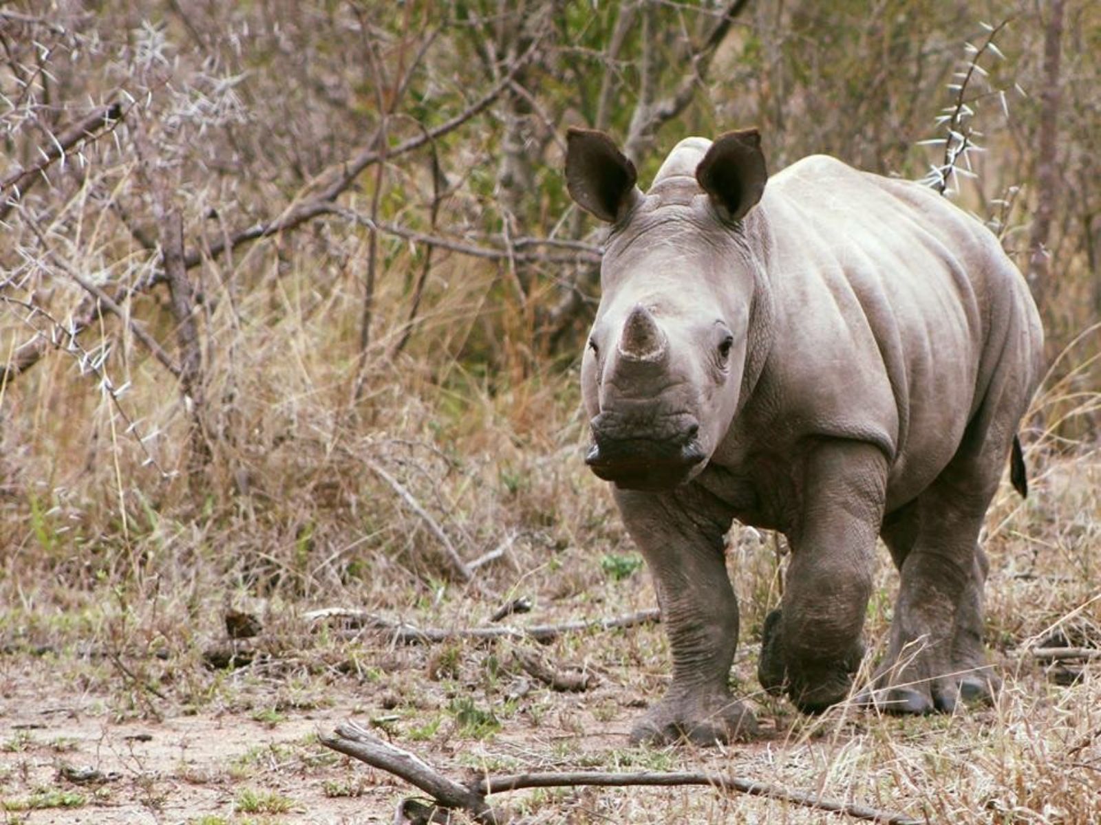 Foto medewerker Corine, Zuid-Afrika, Neushoorn