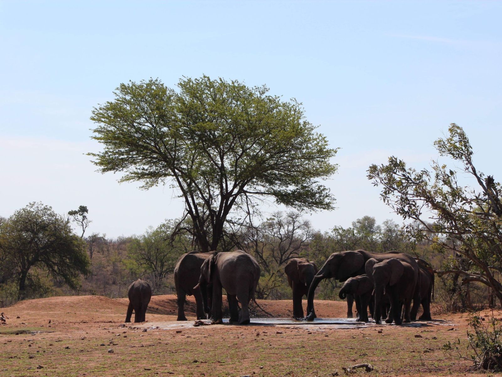 Foto medewerker Corine, Zuid-Afrika, olifanten familie