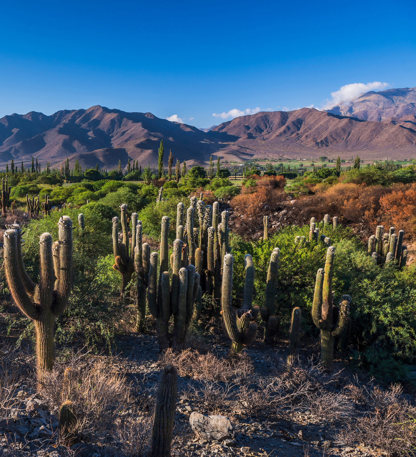 rondreis Argentinië, Cachi cactus vallei
