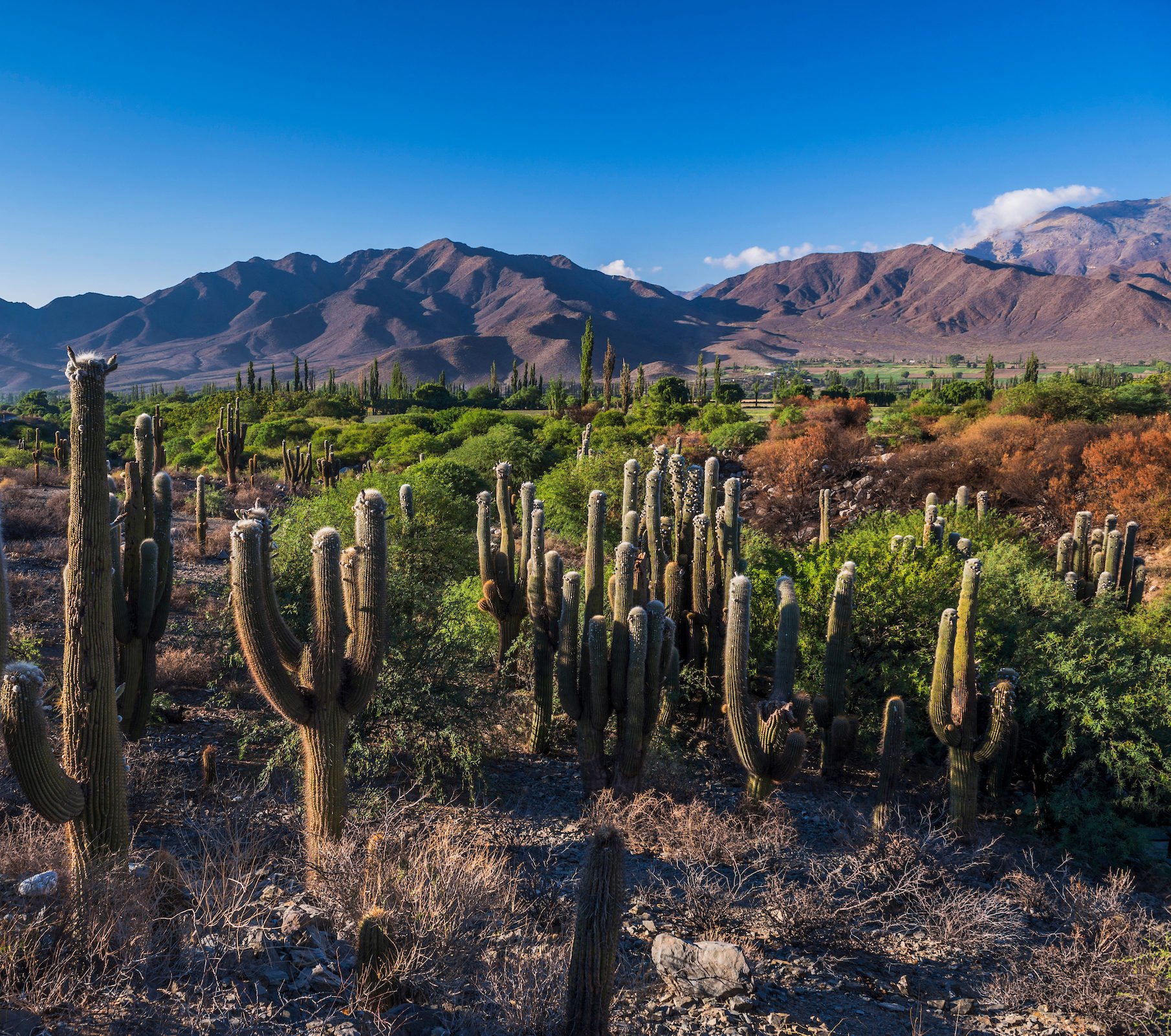 rondreis Argentinië, Cachi cactus vallei