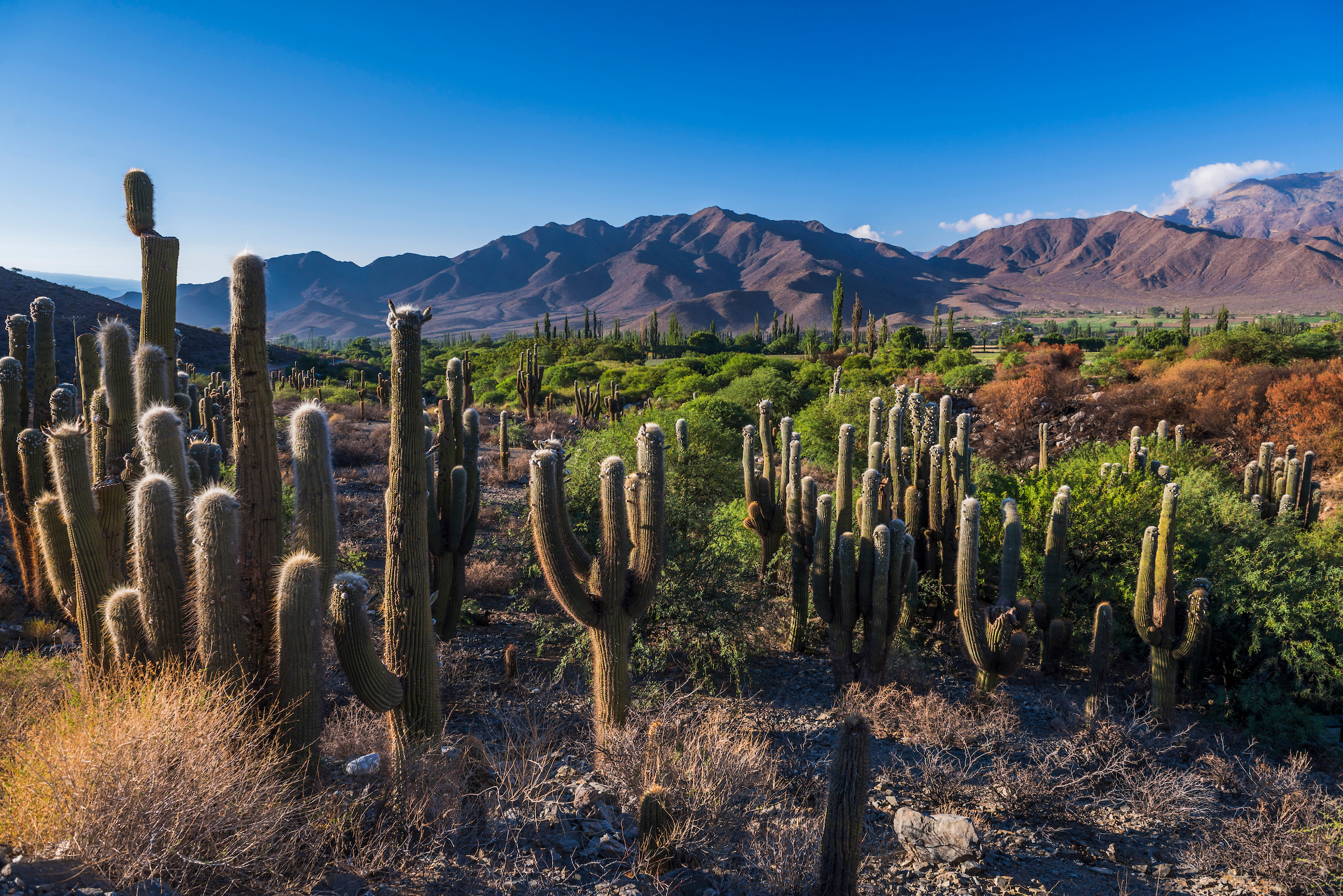 rondreis Argentinië, Cachi cactus vallei