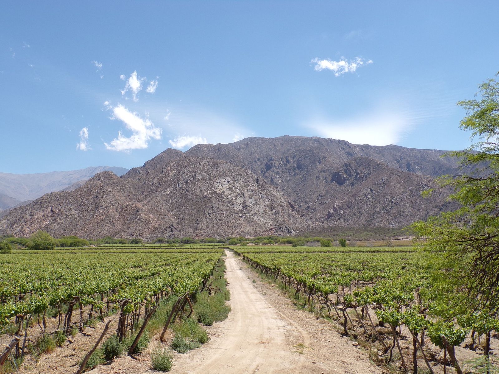 rondreis Argentinië, Cafayate, wijngaard met bergen