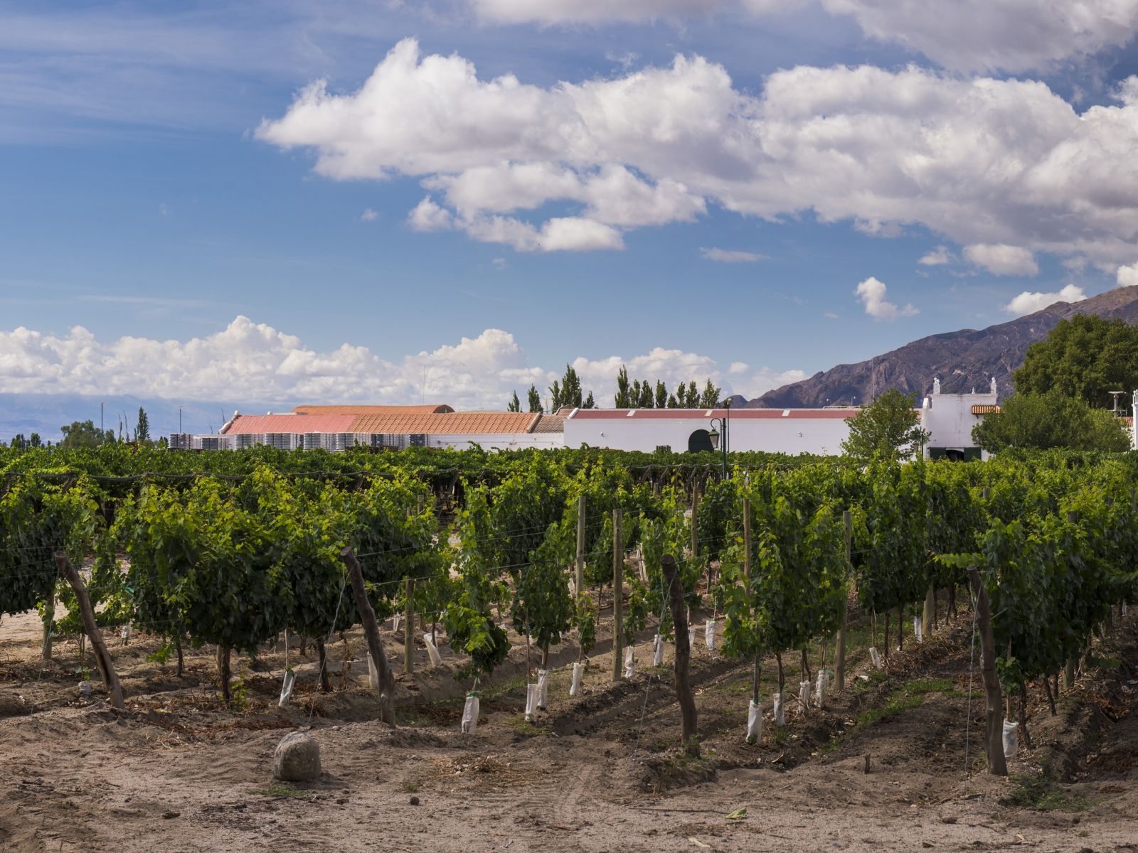 rondreis Argentinië, Cafayate, wijngaard met huis