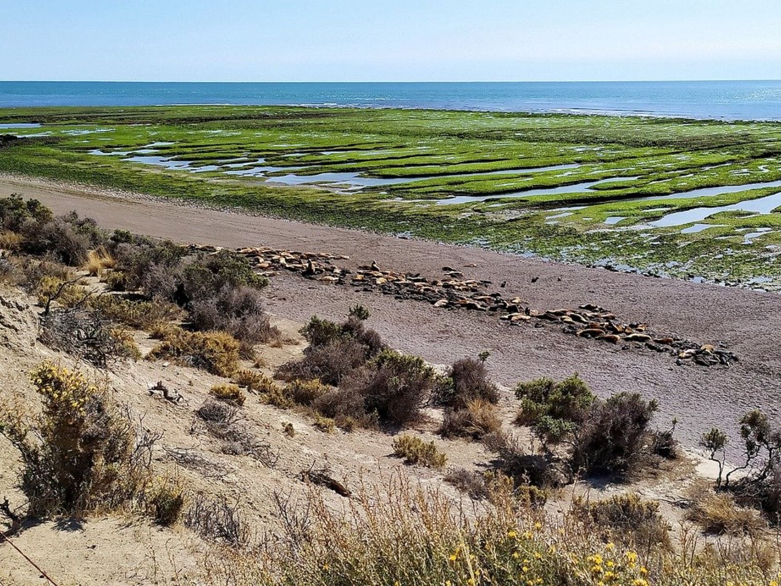 rondreis Argentinië, Schiereiland Valdes, eiland