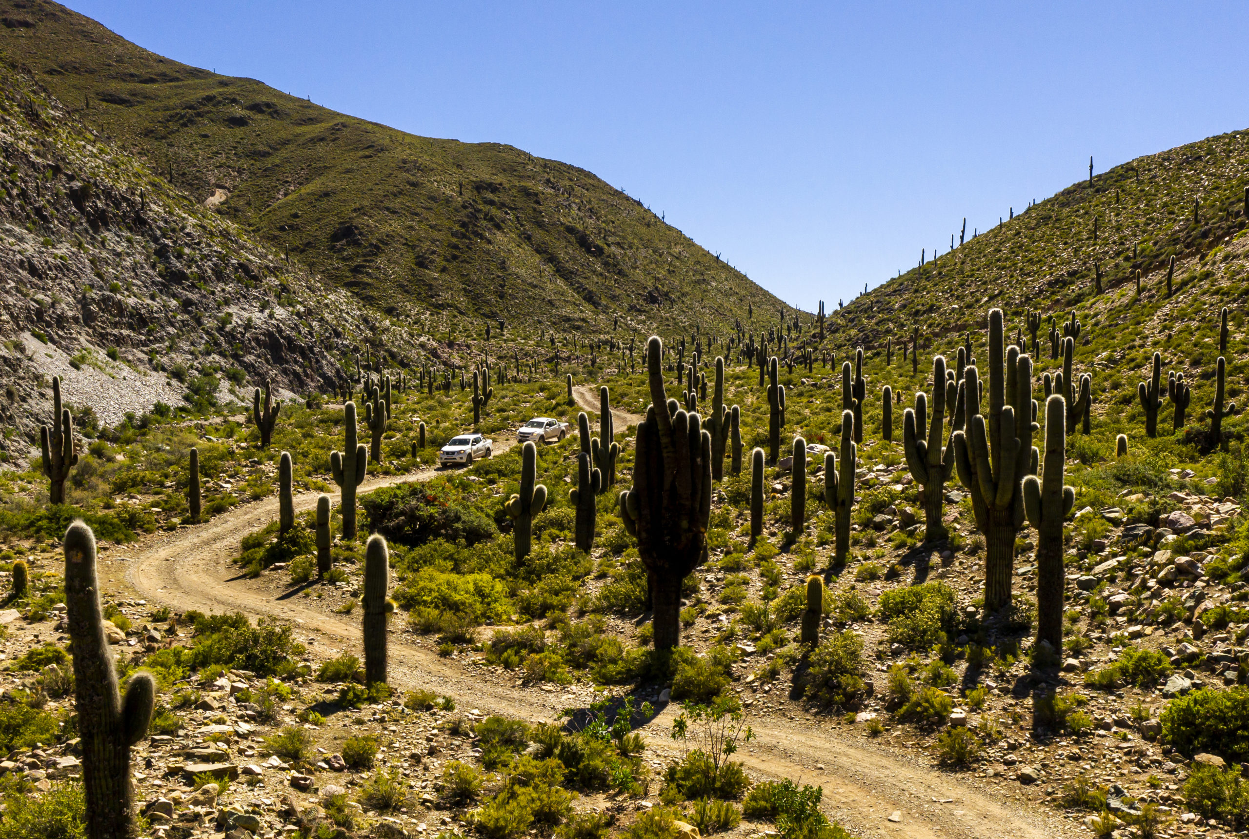 rondreis Argentinië, Tilcara, cactusbos