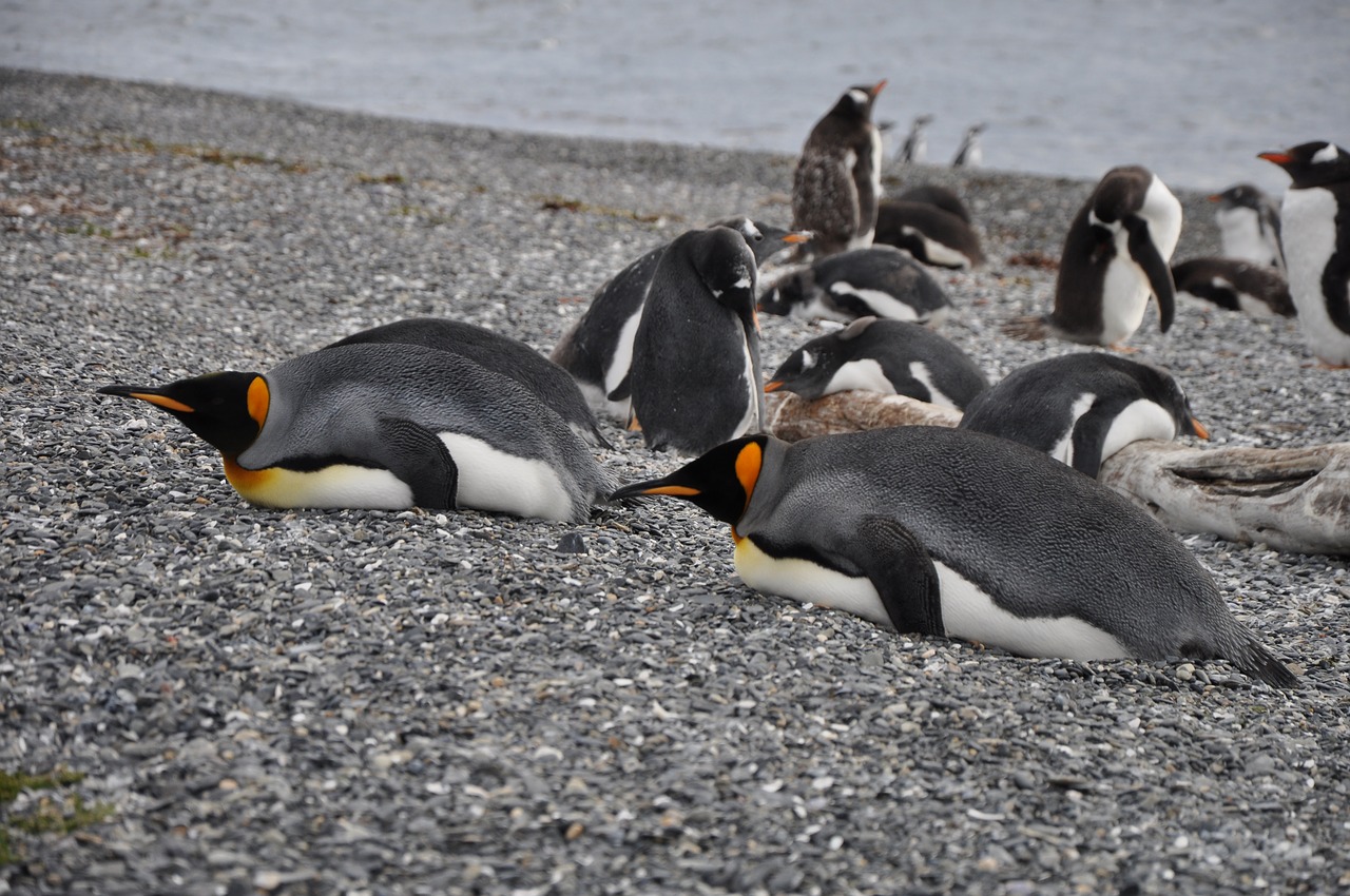 rondreis Argentinië, Ushuaia, Pinguïns