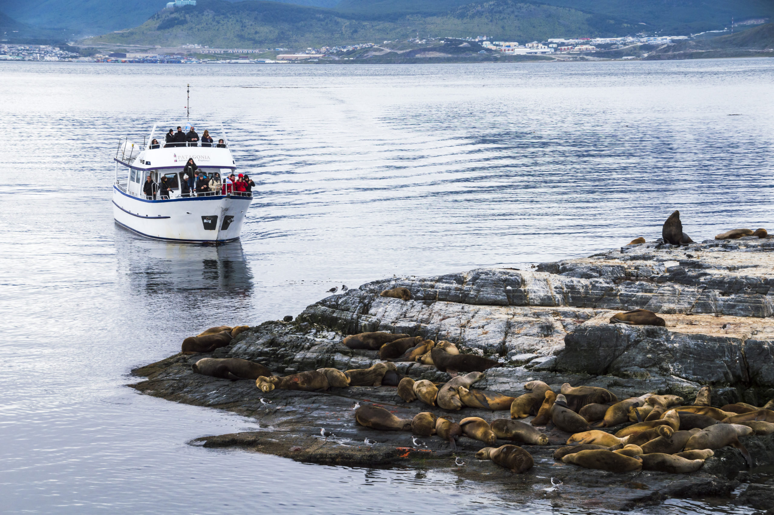 rondreis Argentinië, Ushuaia, boot Excursie zeehonden