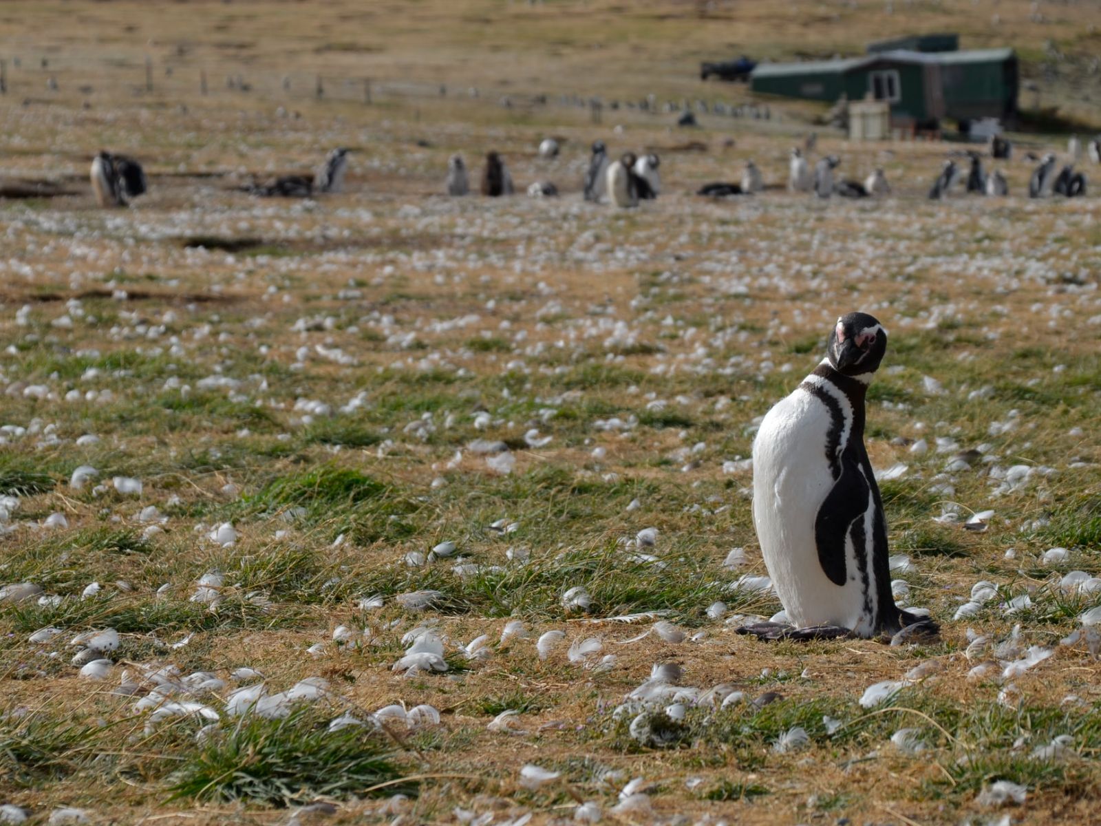 Rondreis Chili, Punta Arenas, pinguin