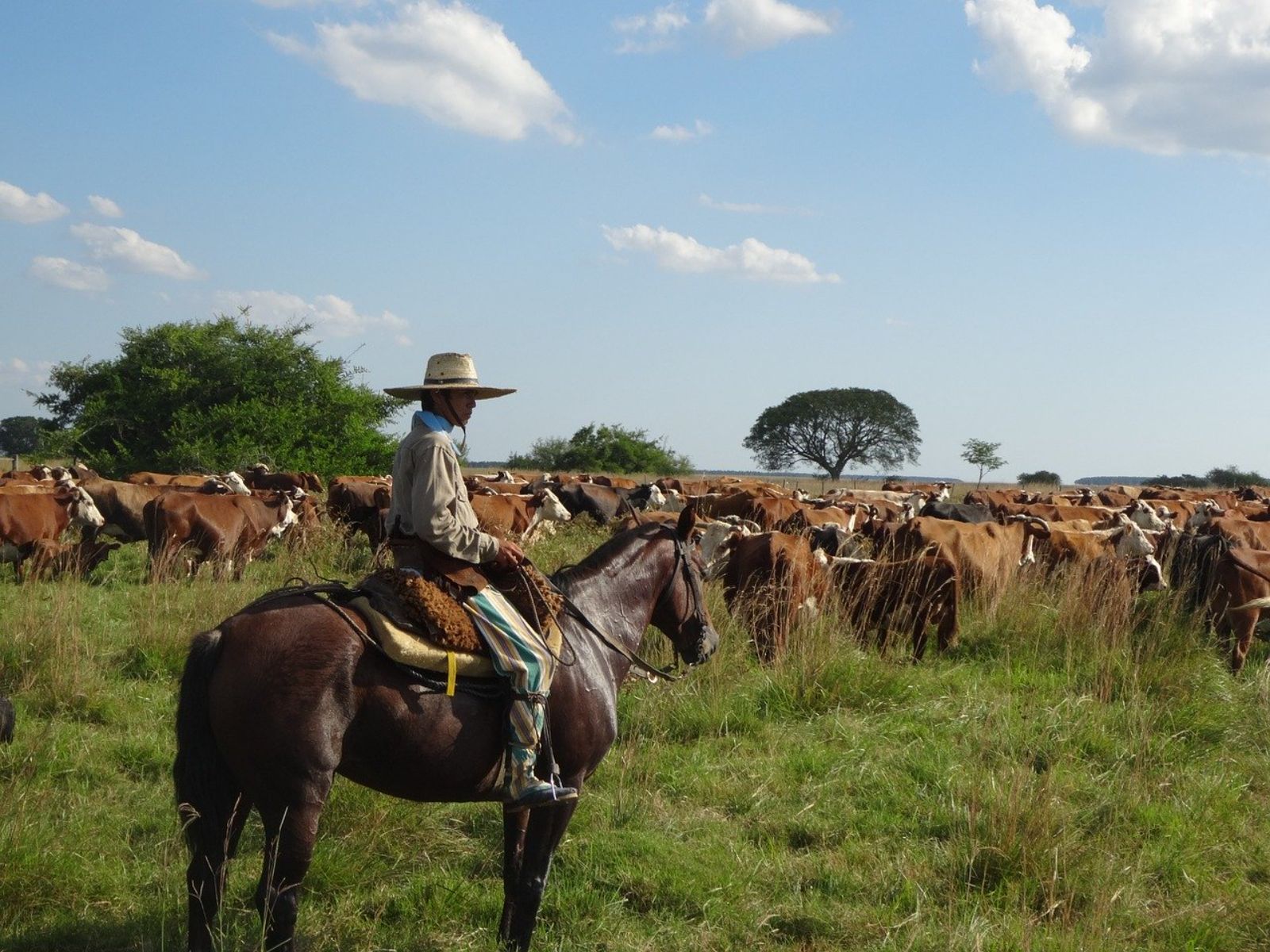 Rondreis Argentinië, Buenos Aires excursie Gaucho avontuur