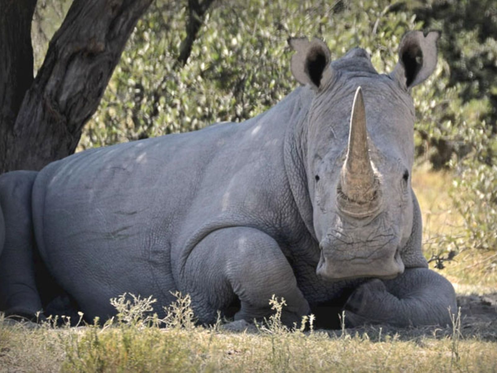 Rondreis Botswana, Serowe, neushoorn