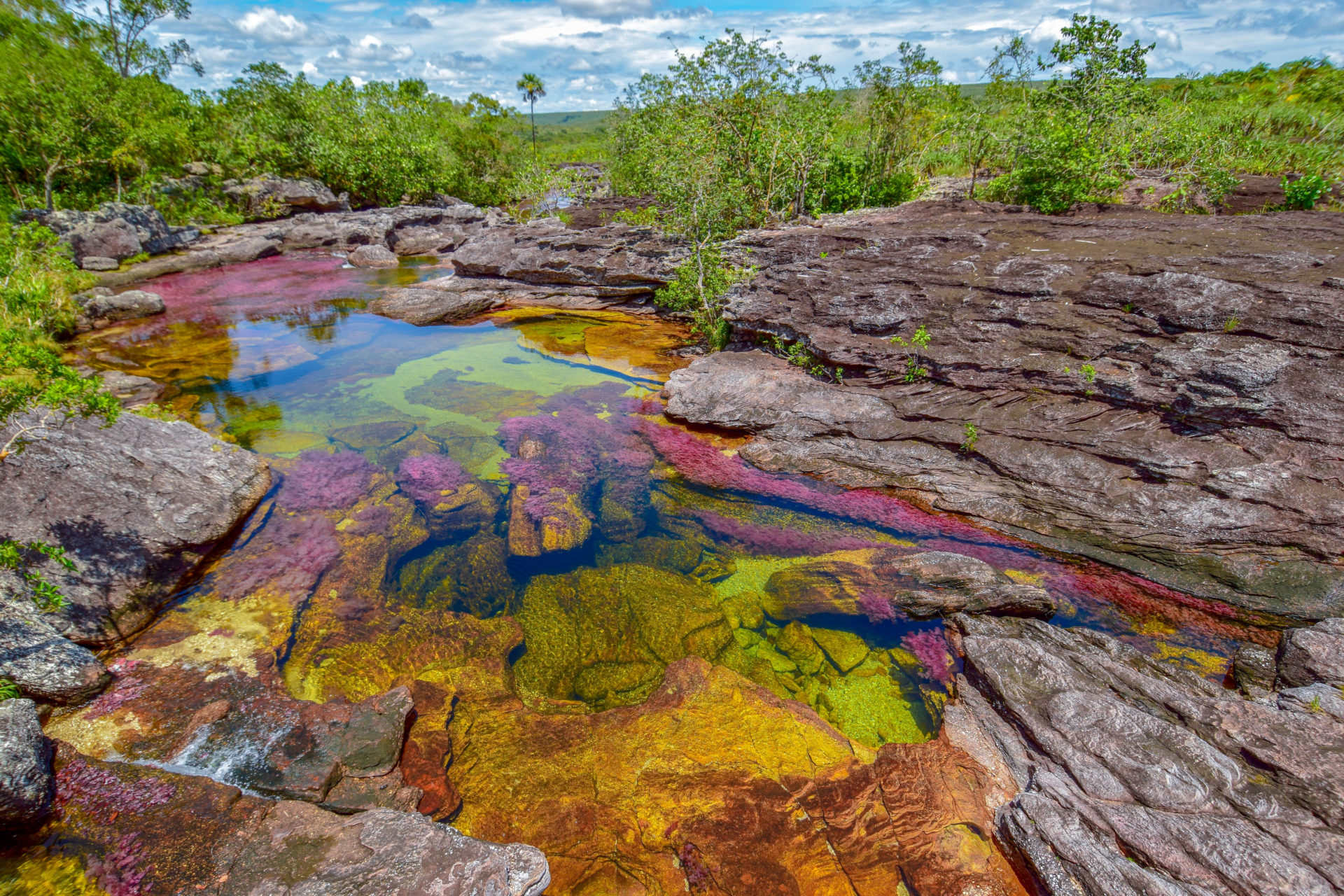 Rondreis Colombia, Caño Cristales met bomen