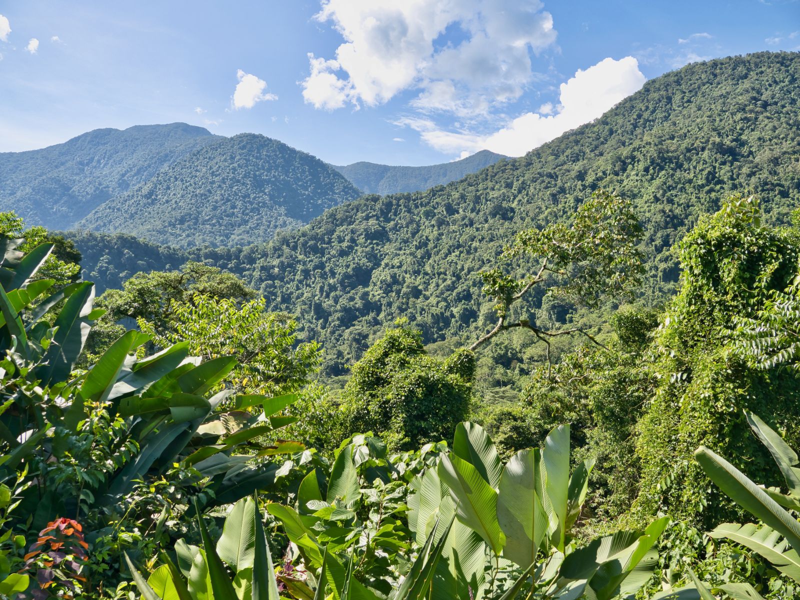 Rondreis Colombia, Ciudad Perdida, uitzicht jungle