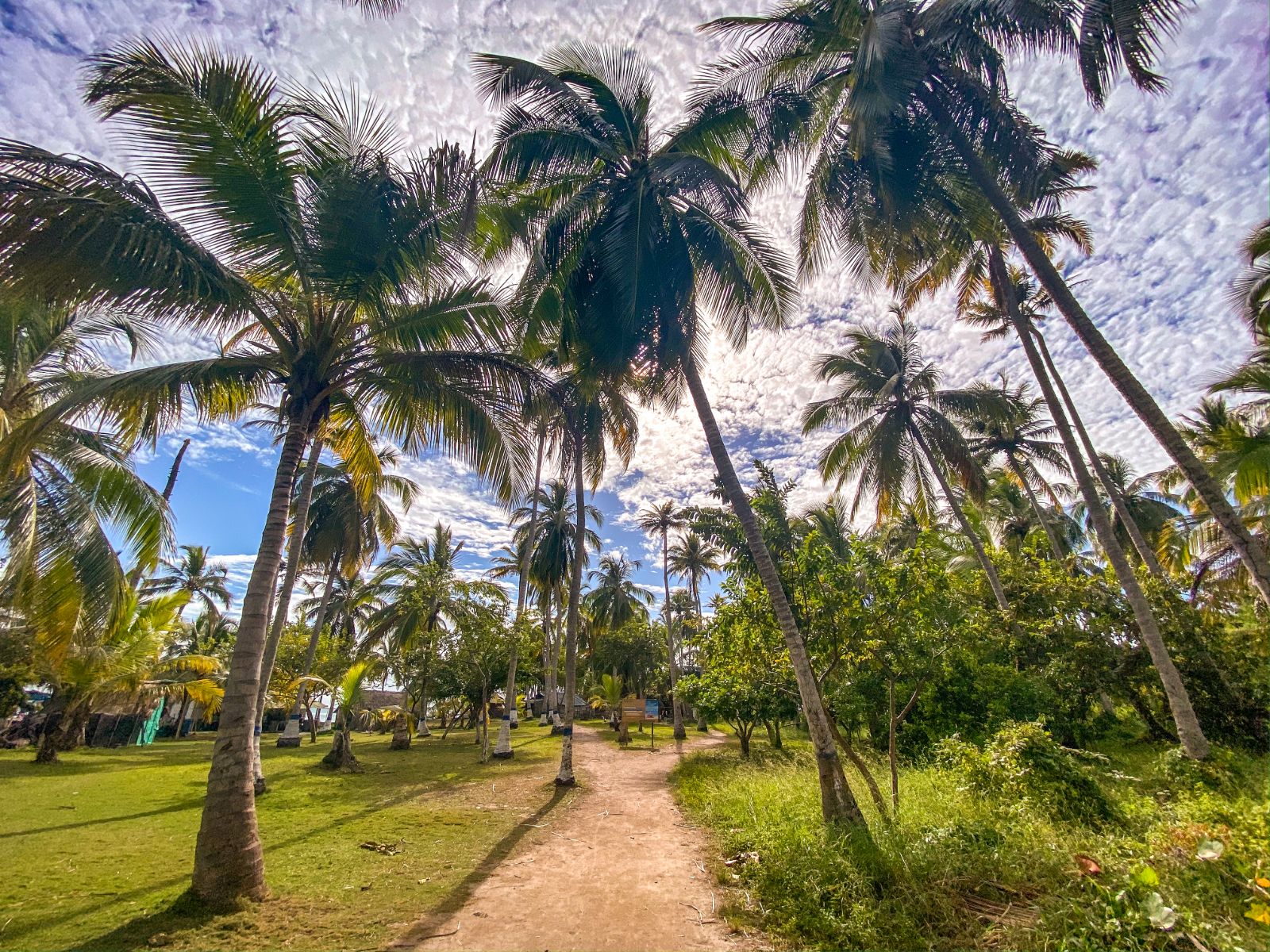Rondreis Colombia, Isla Mucura, palmbomen en pad