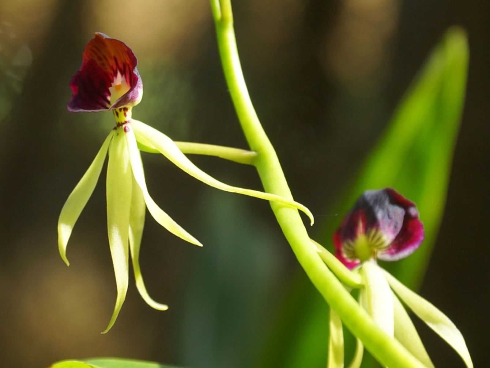 Rondreis Cuba, Soroa Orchidee