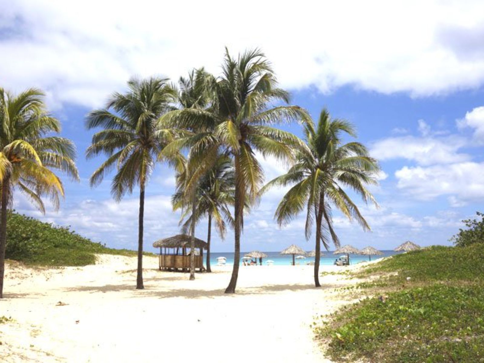 Rondreis Cuba, Varadero, Palmbomen