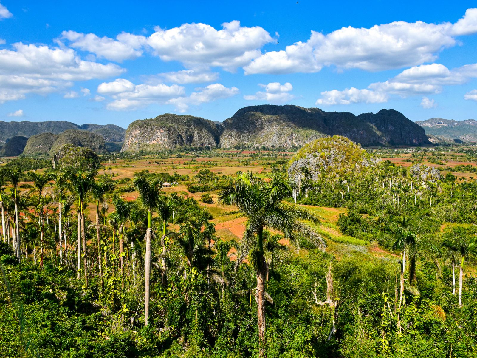 Rondreis Cuba, Viñales Vallei bomen linkerzijde