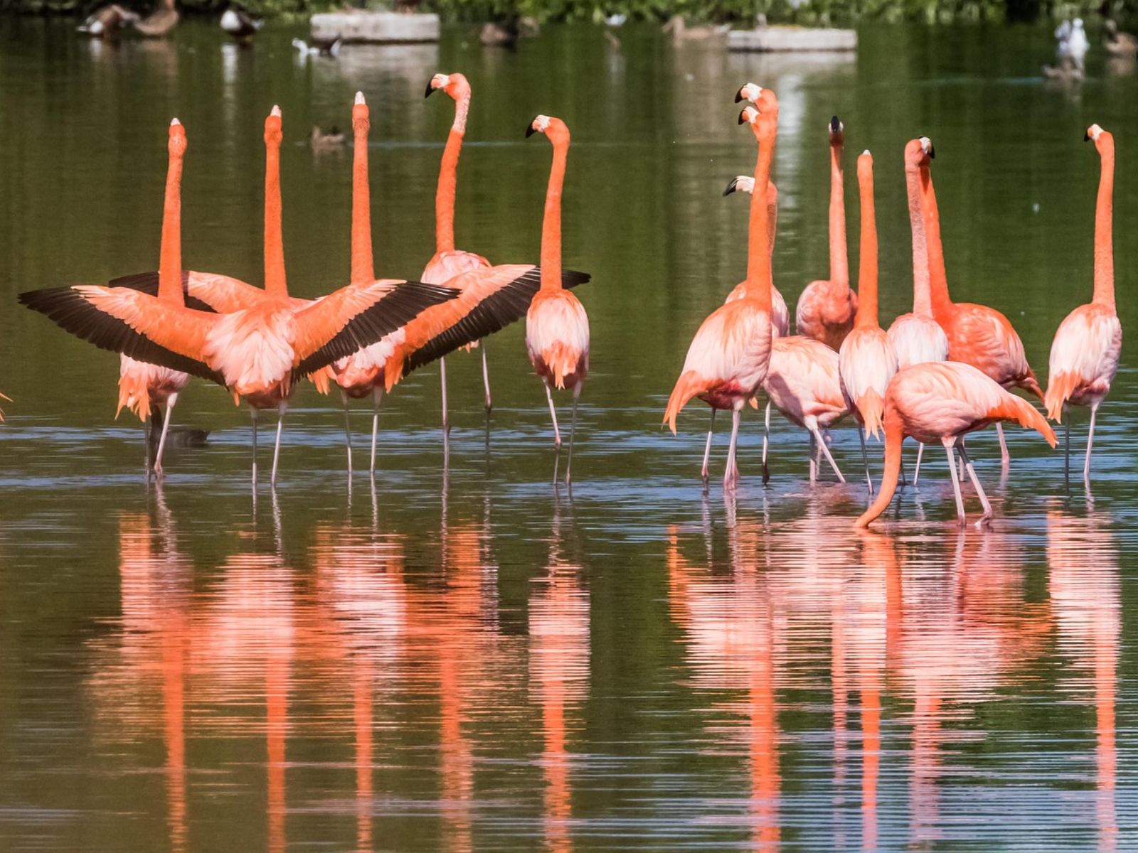 Rondreis Cuba, cayo santa maria, Flamingo's