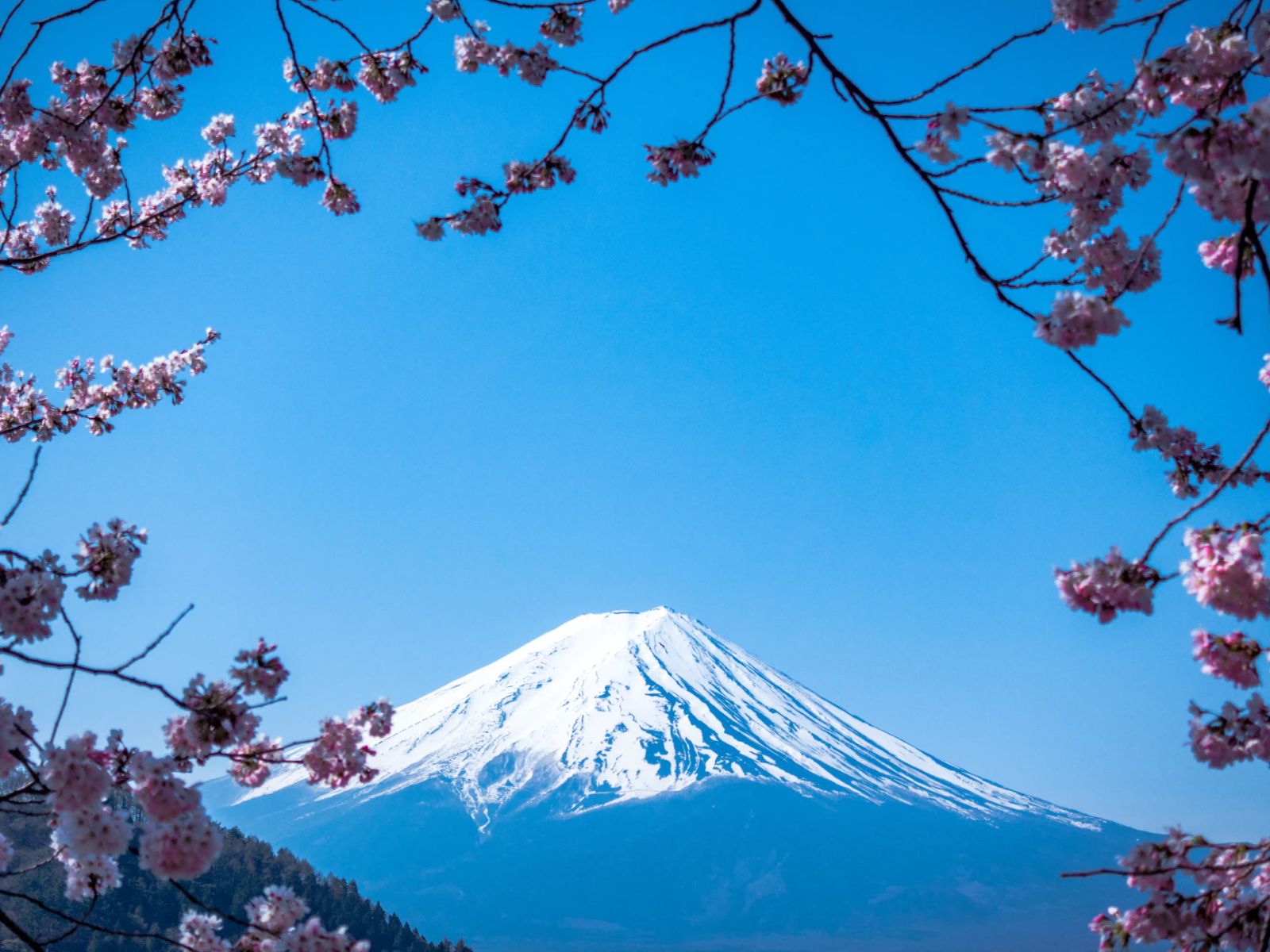 Rondreis Japan, Fujinomiya Mt. Fuji met kersenbloesem