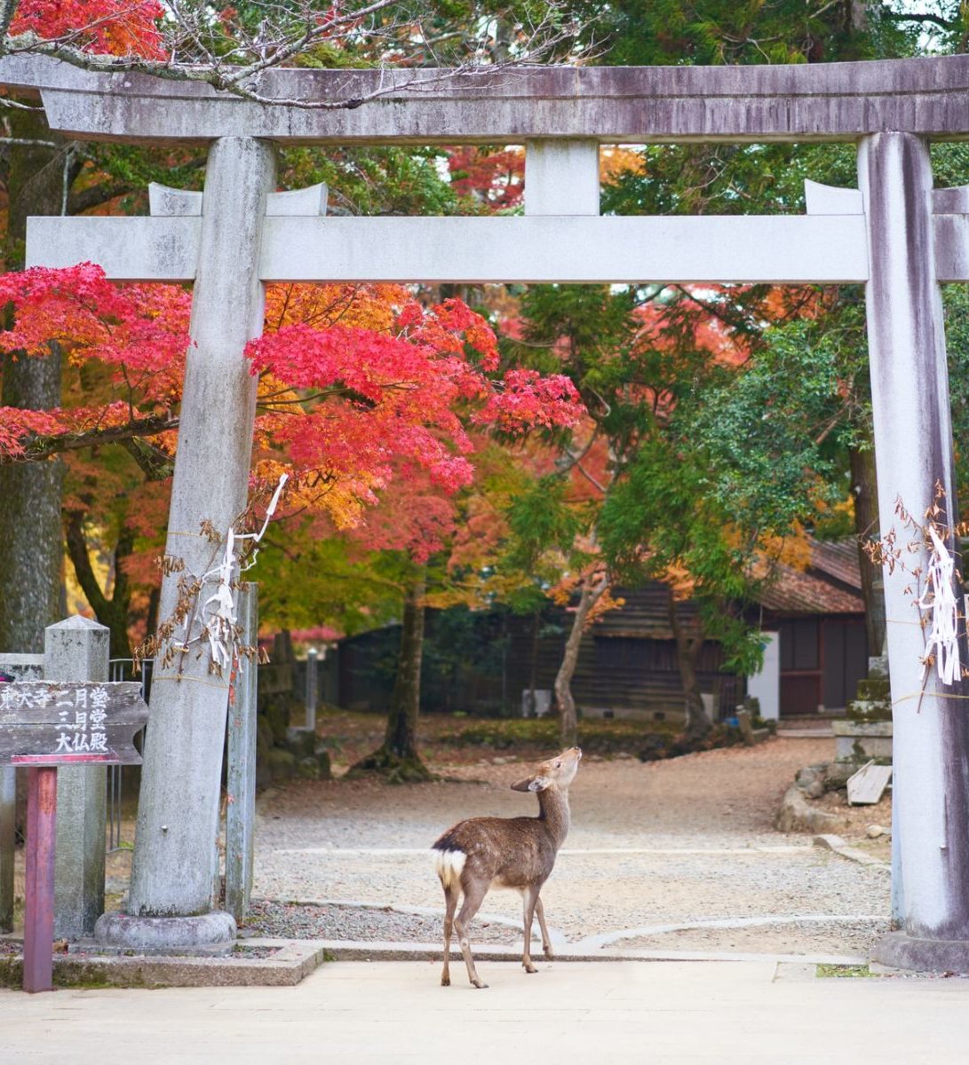 Rondreis Japan, Nara, hert onder een torii poort