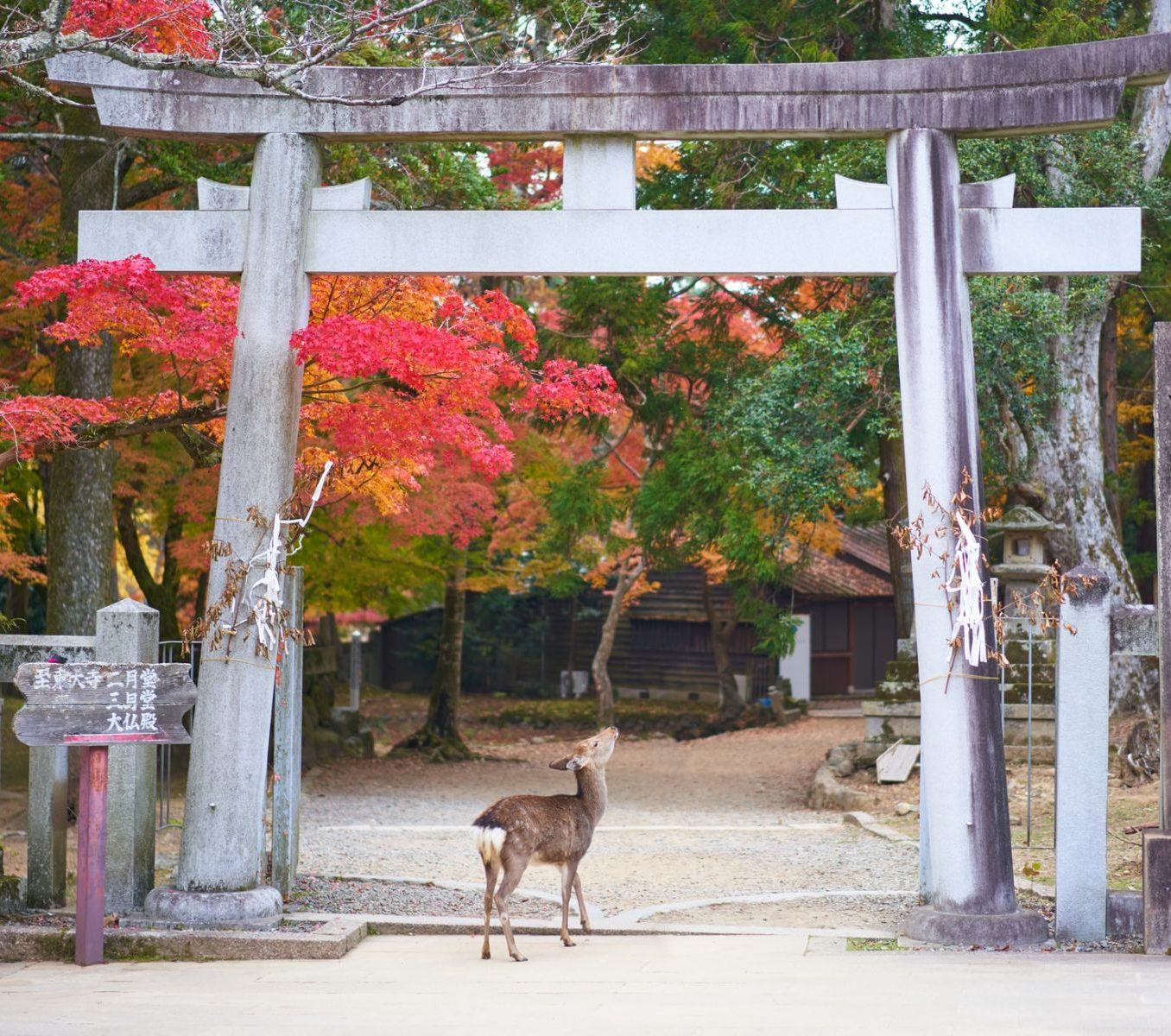 Rondreis Japan, Nara, hert onder een torii poort