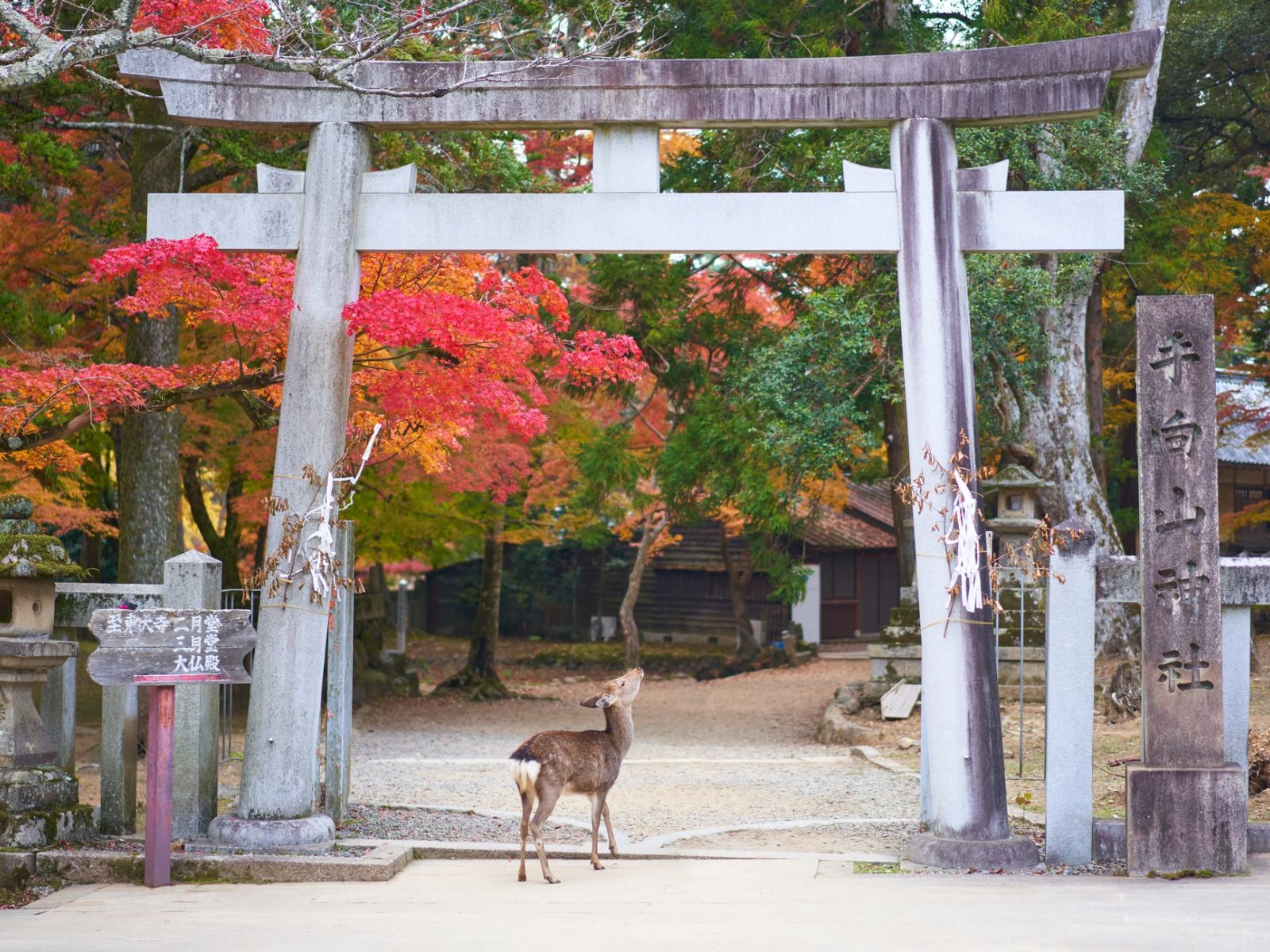 Rondreis Japan, Nara, hert onder een torii poort
