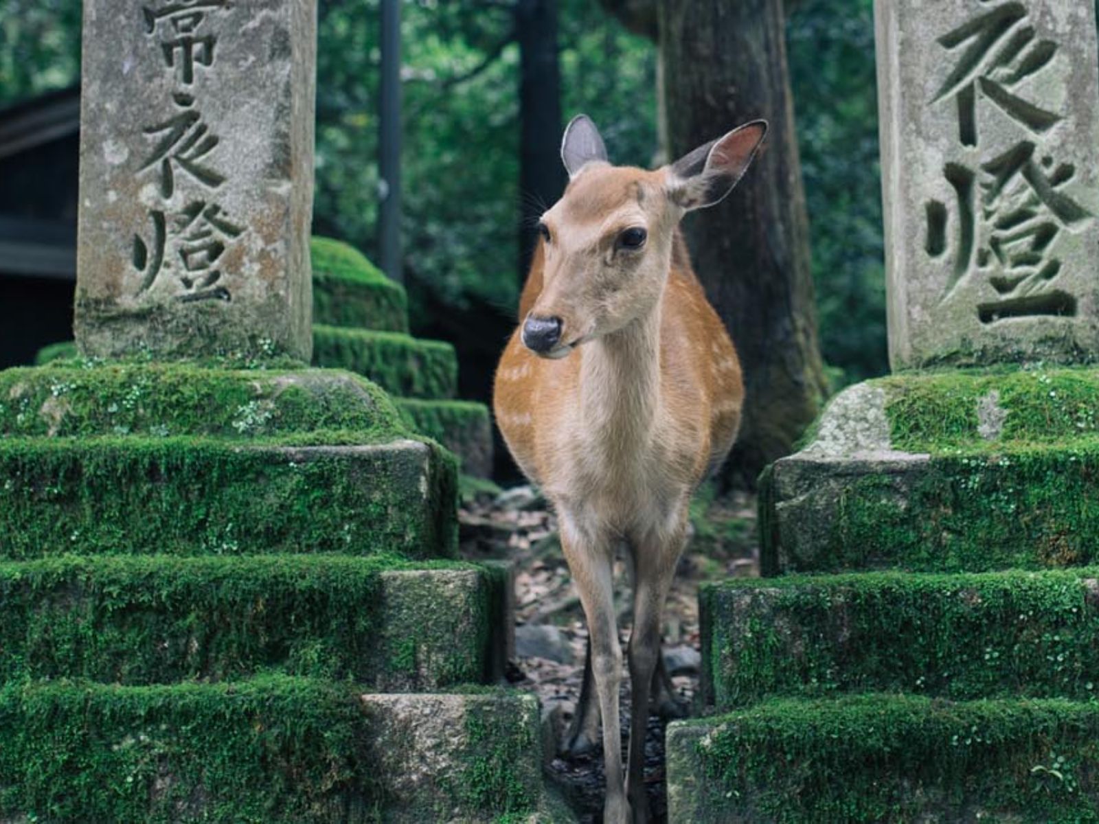 Rondreis Japan, Nara, hert tussen grafstenen