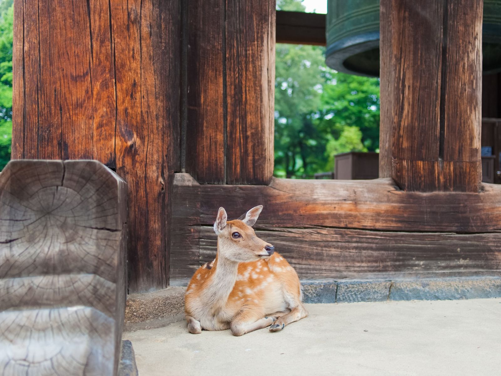 Rondreis Japan, Nara, liggende hert