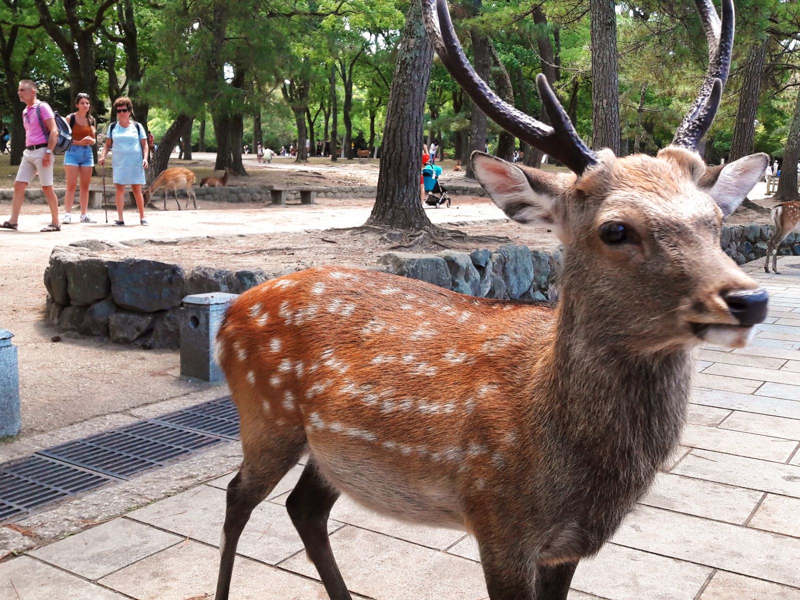 Rondreis Japan, Nara, park