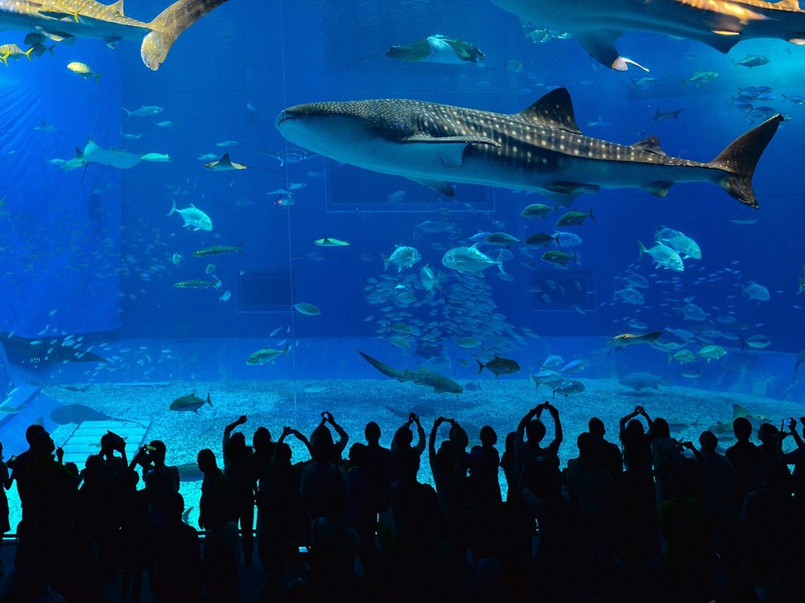 Rondreis Japan, Okinawa Churaumi Aquarium