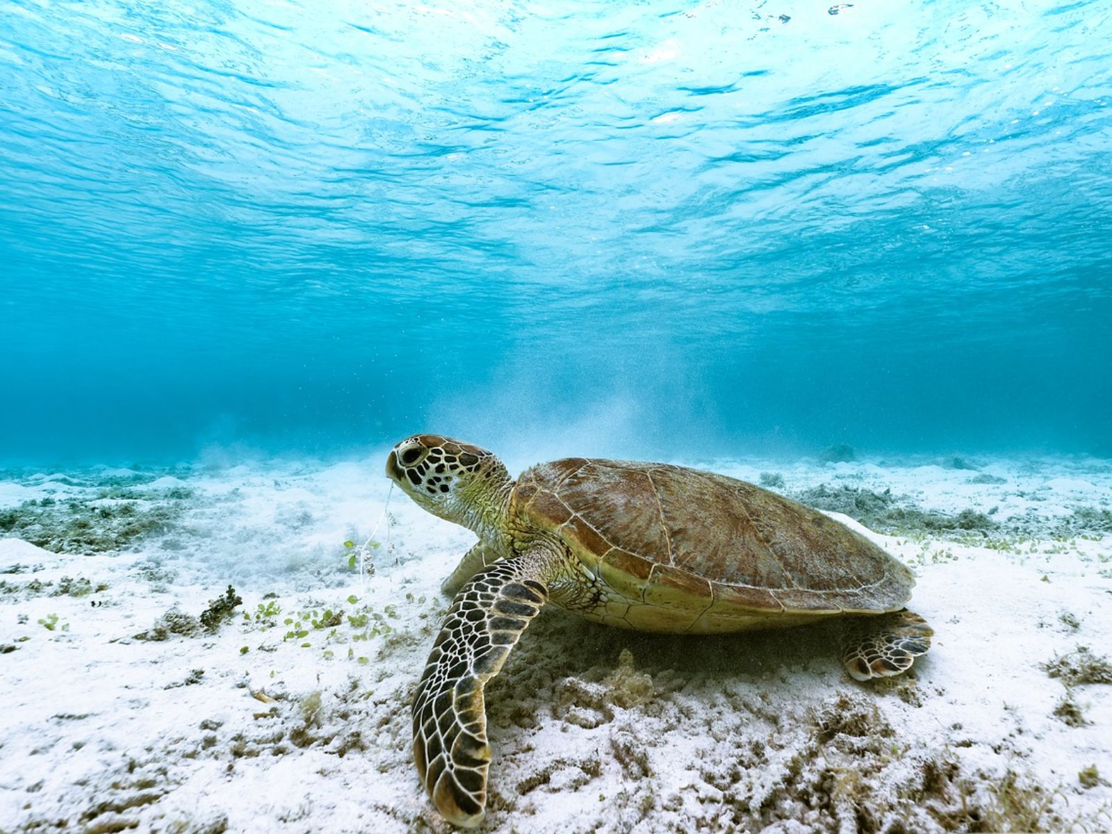 Rondreis Japan, Okinawa Schildpad