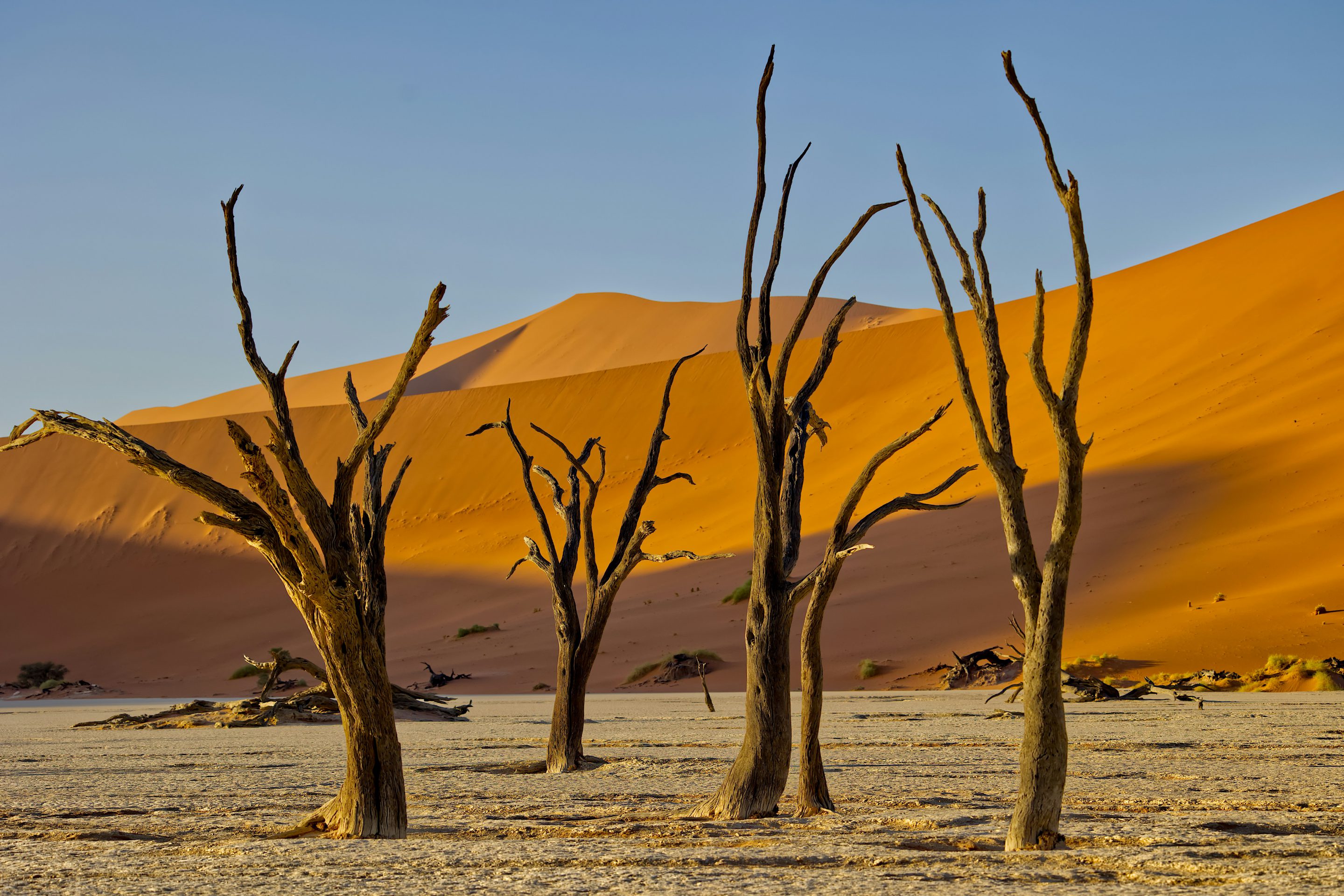 Rondreis Namibië, Deadvlei, versteende bomen op witte vlakte