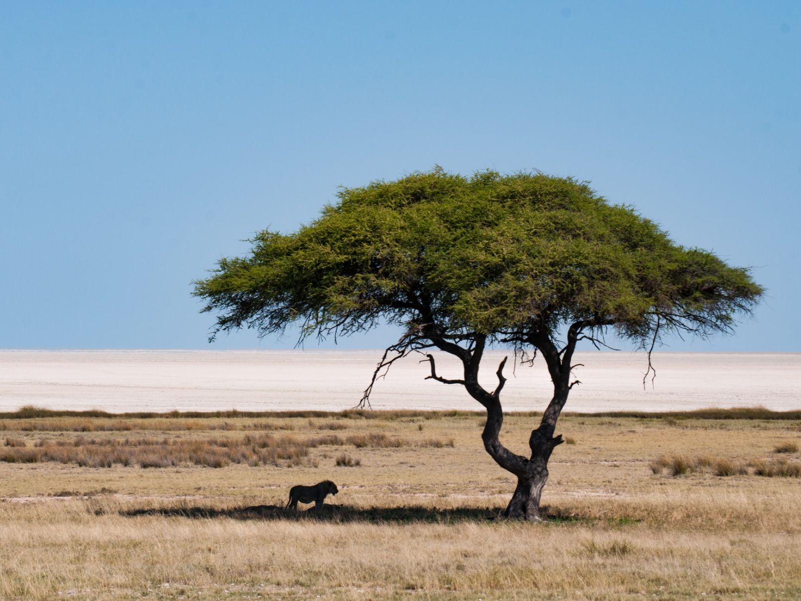 Rondreis Namibië, Etosha, Leeuw in de schaduw onder een boom
