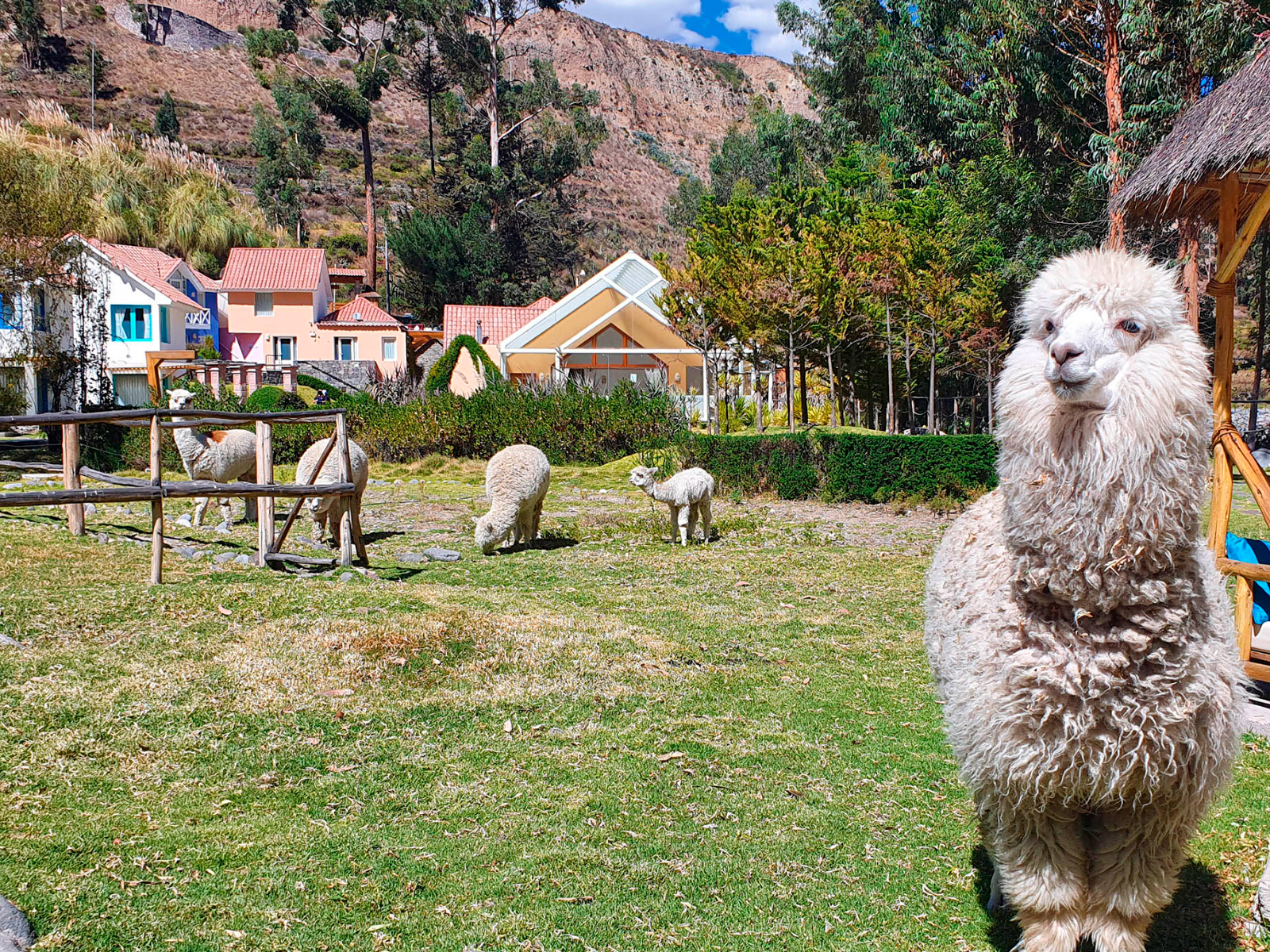 Rondreis Peru, Colca Canyon, Aranwa Pueblito Encantado - Alpaca