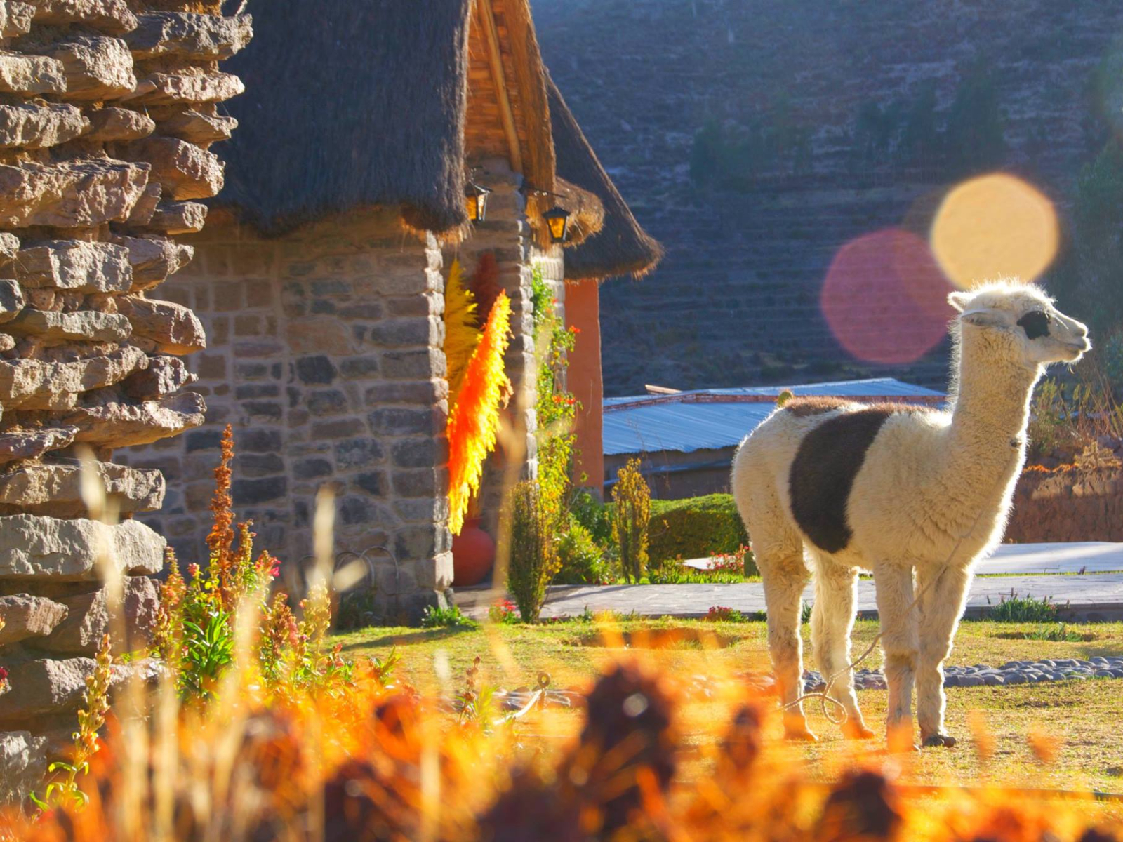Rondreis Peru, Colca Canyon, Mamayachi - alpaca