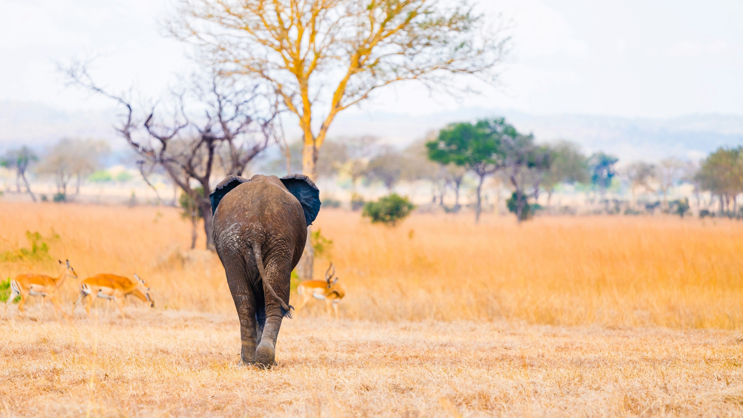 Rondreis Tanzania, Mikumi NP, vallei met achterkant olifant en steenbokken op achtergrond