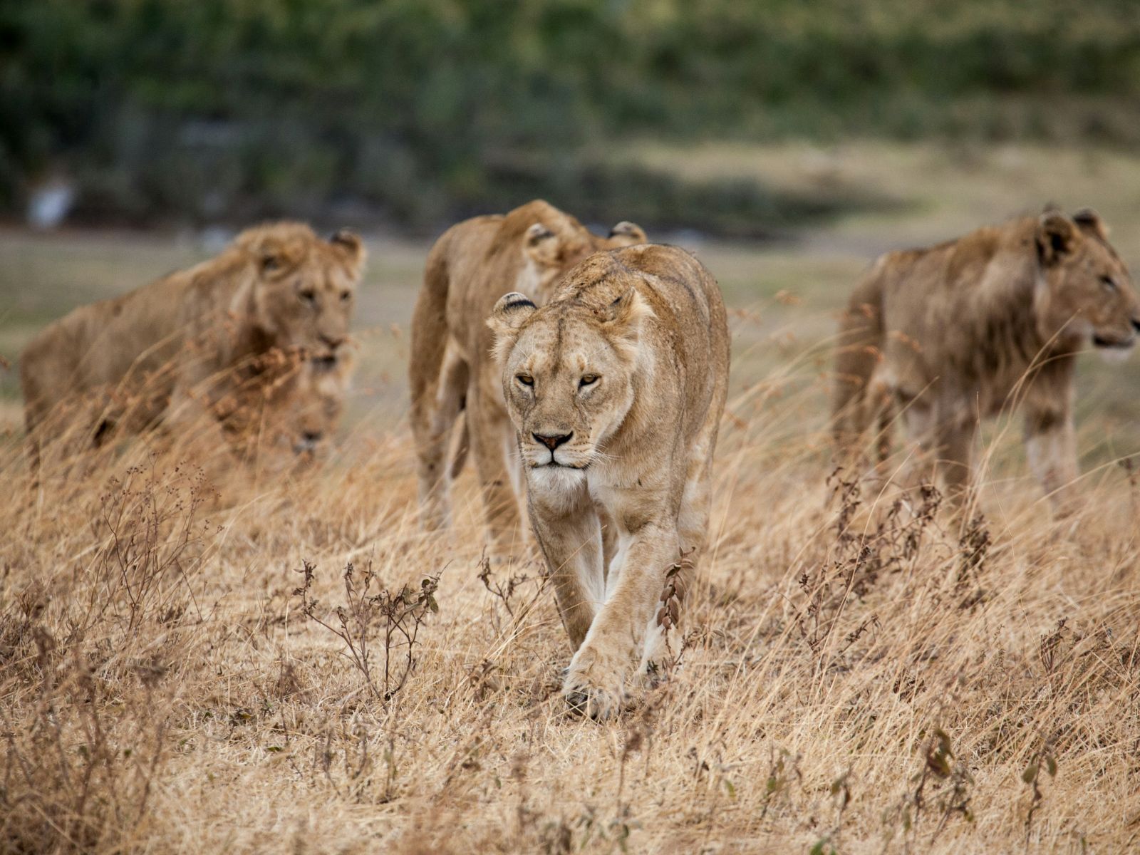 Rondreis Tanzania, Ngorongoro Crater, Leeuwinnen in het hoge gras