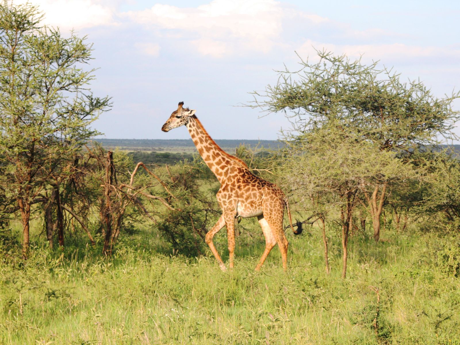 Rondreis Tanzania, Serengeti, Giraffe