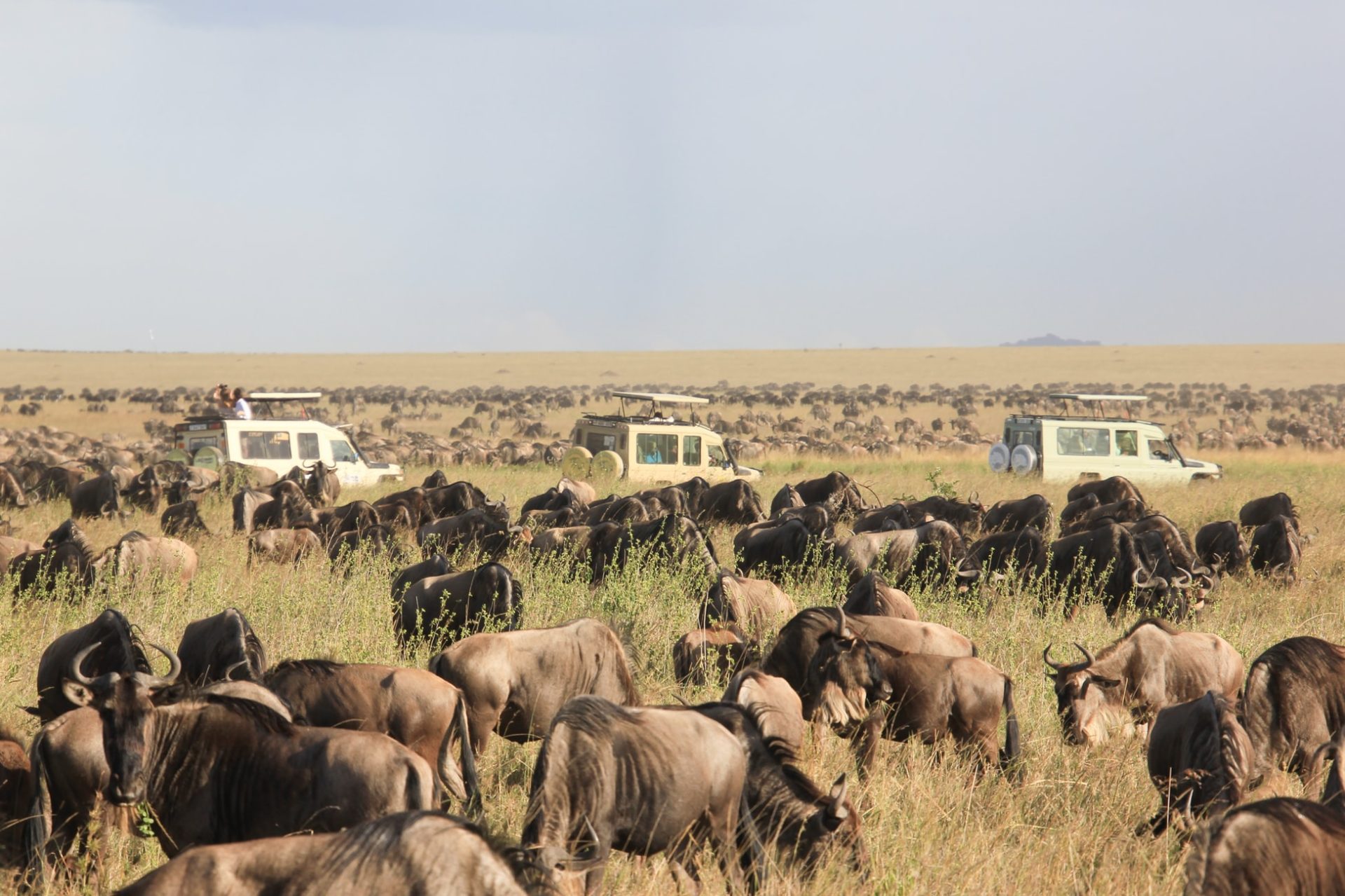 Rondreis Tanzania, Serengeti, header
