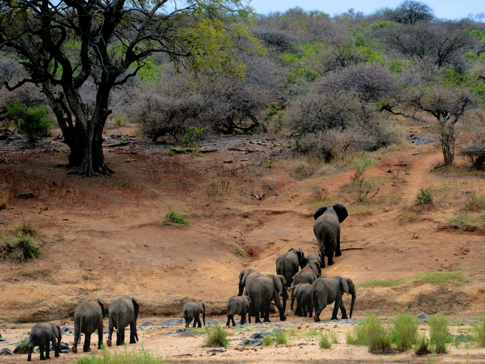 Rondreis Zuid- Afrika, Kruger National Park, olifant kudde