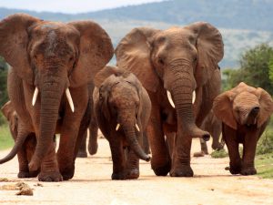 Rondreis door Zuid-Afrika met excursies inclusief olifanten | Outsight Travel