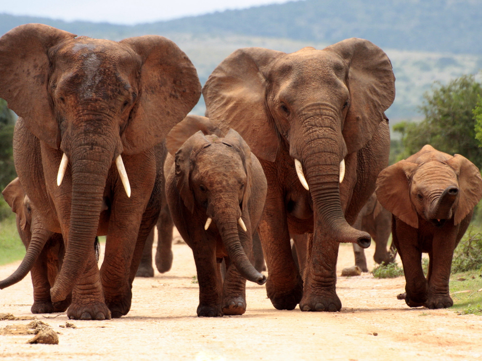 Rondreis door Zuid-Afrika met excursies inclusief olifanten | Outsight Travel