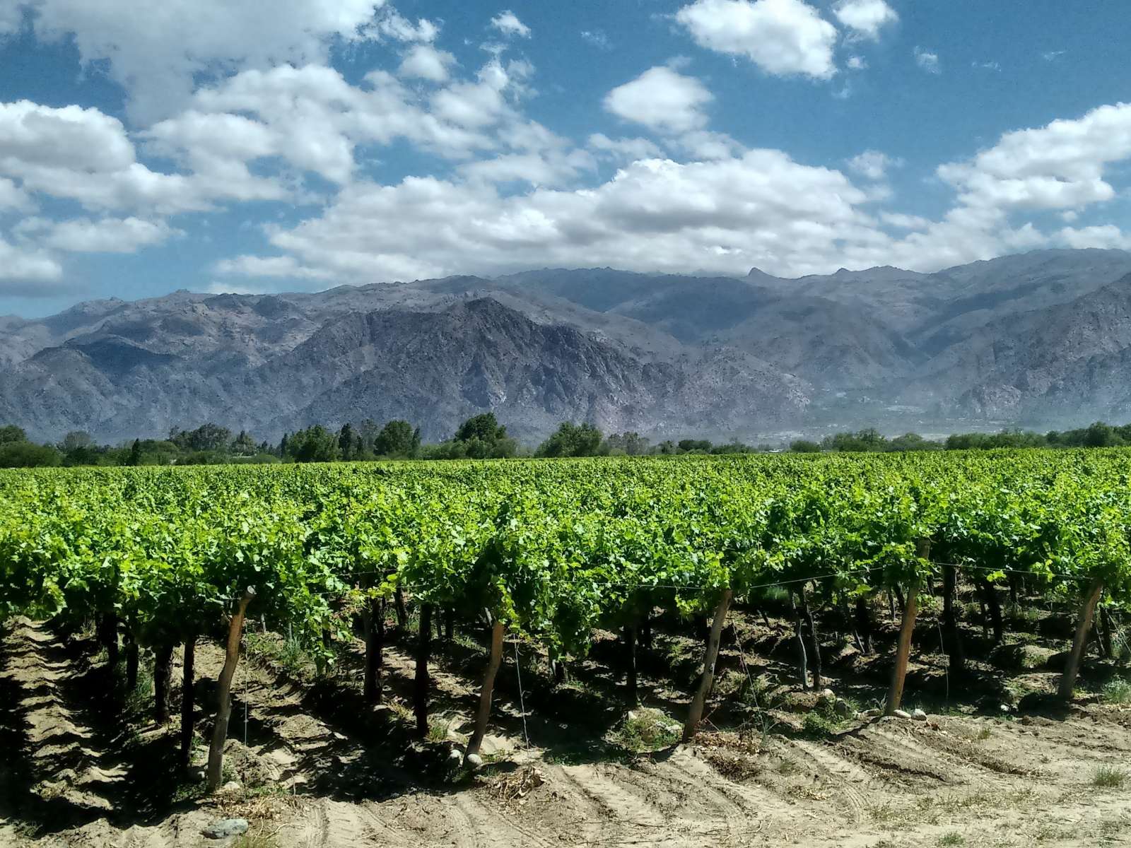 rondreis argentinie cafayate hoogtepunt 11