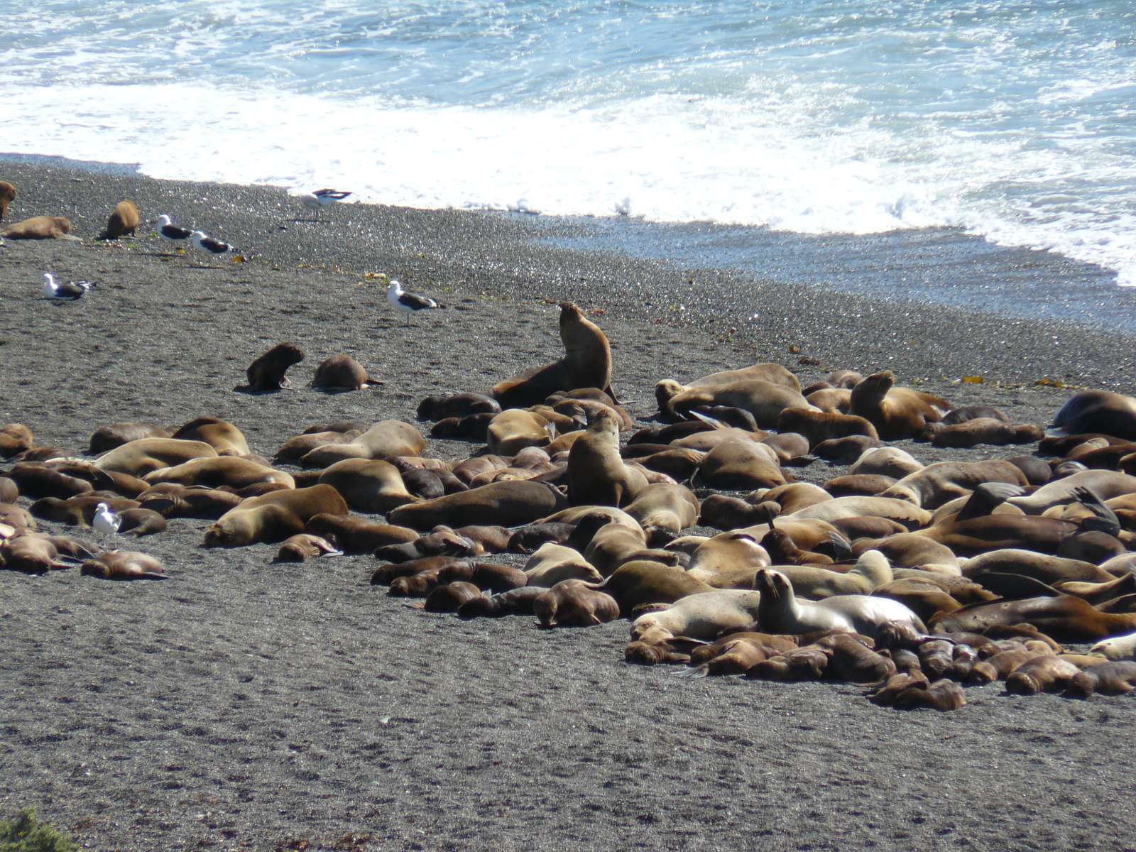 rondreis argentinie puerto madryn valdes hoogtepunt 21
