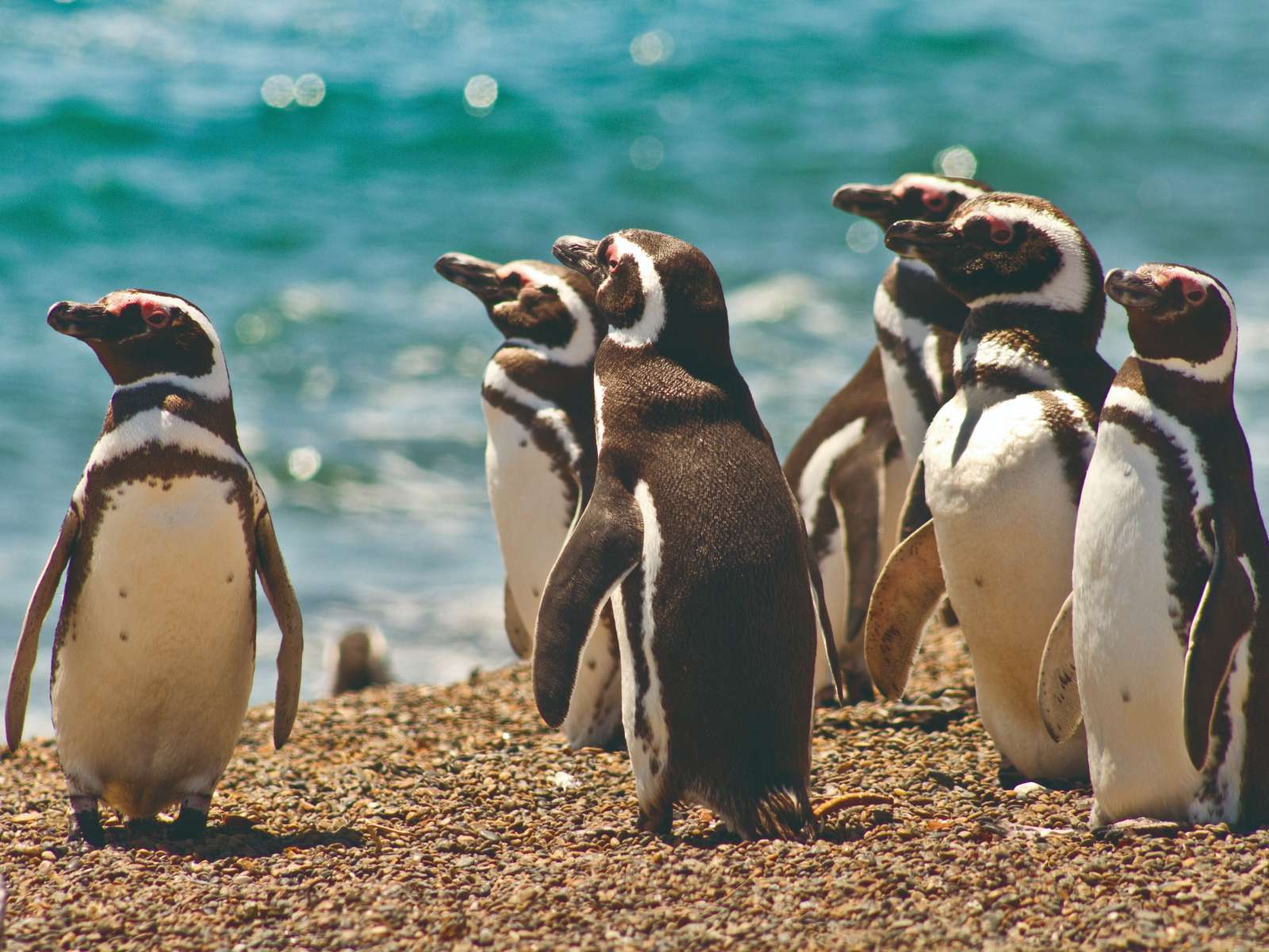 rondreis argentinie valdes puerto madryn hoogtepunt 7